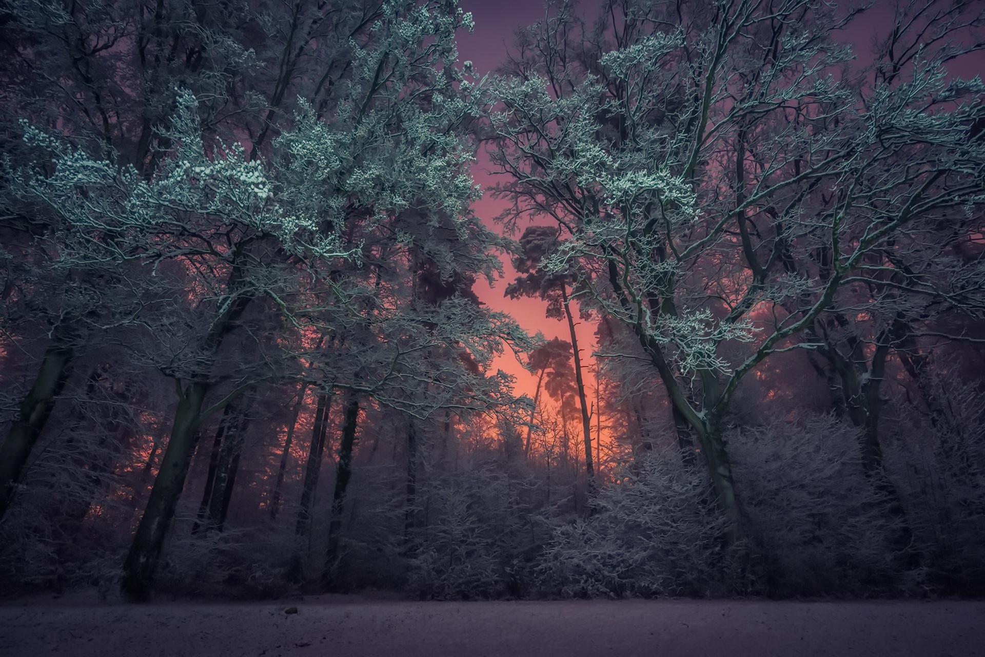 Скачать картинку Зима, Природа, Лес, Дерево, Пурпурный, Земля/природа в телефон бесплатно.