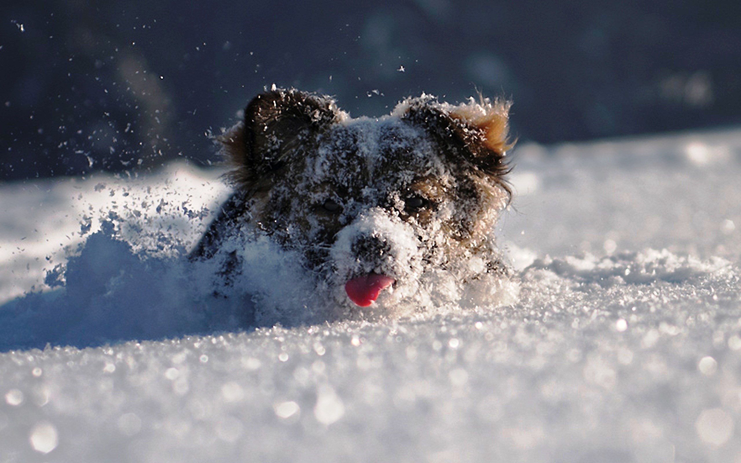 Téléchargez gratuitement l'image Animaux, Chien sur le bureau de votre PC