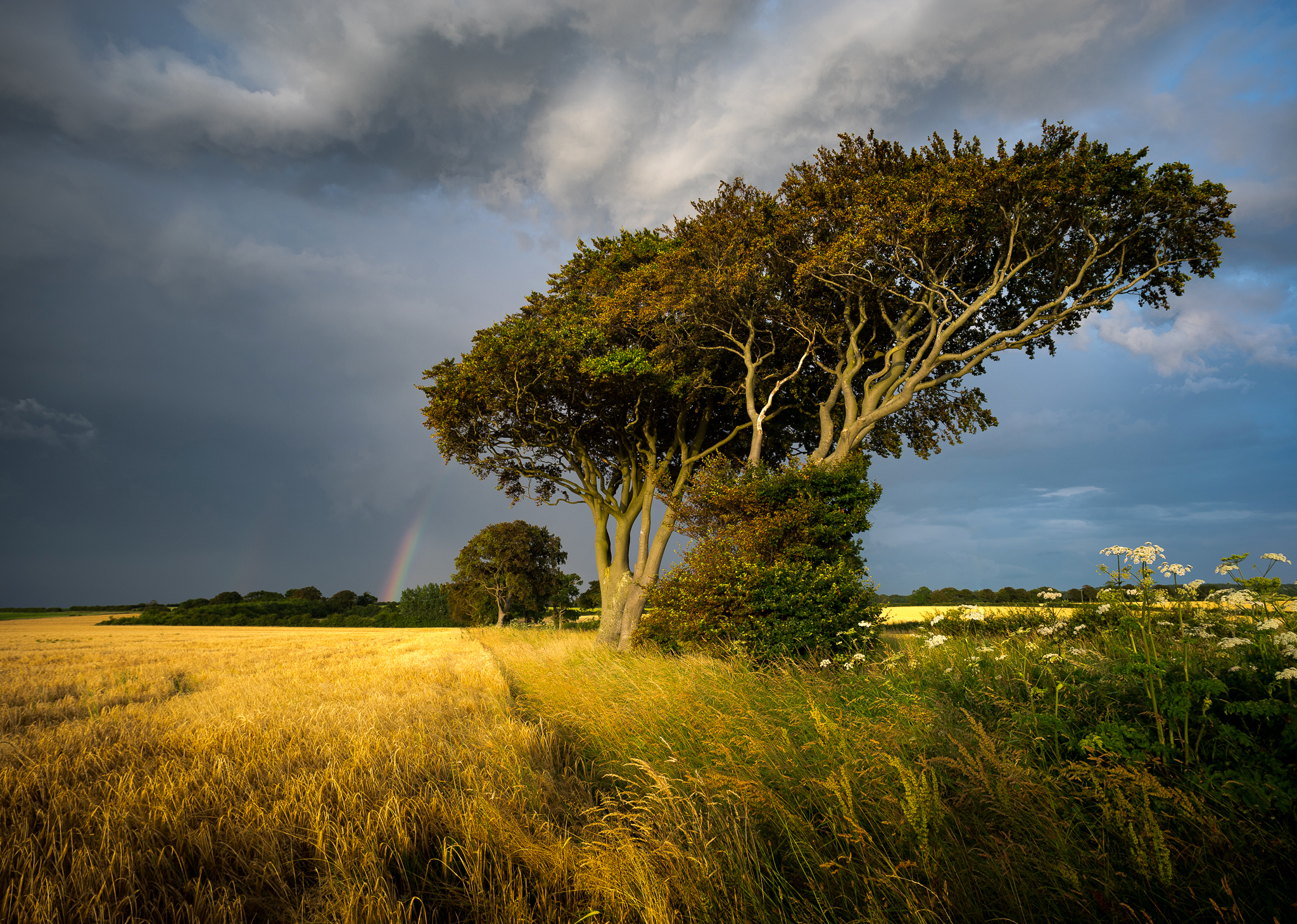 Download mobile wallpaper Nature, Trees, Grass, Sky, Rainbow, Tree, Earth, Field, Cloud for free.