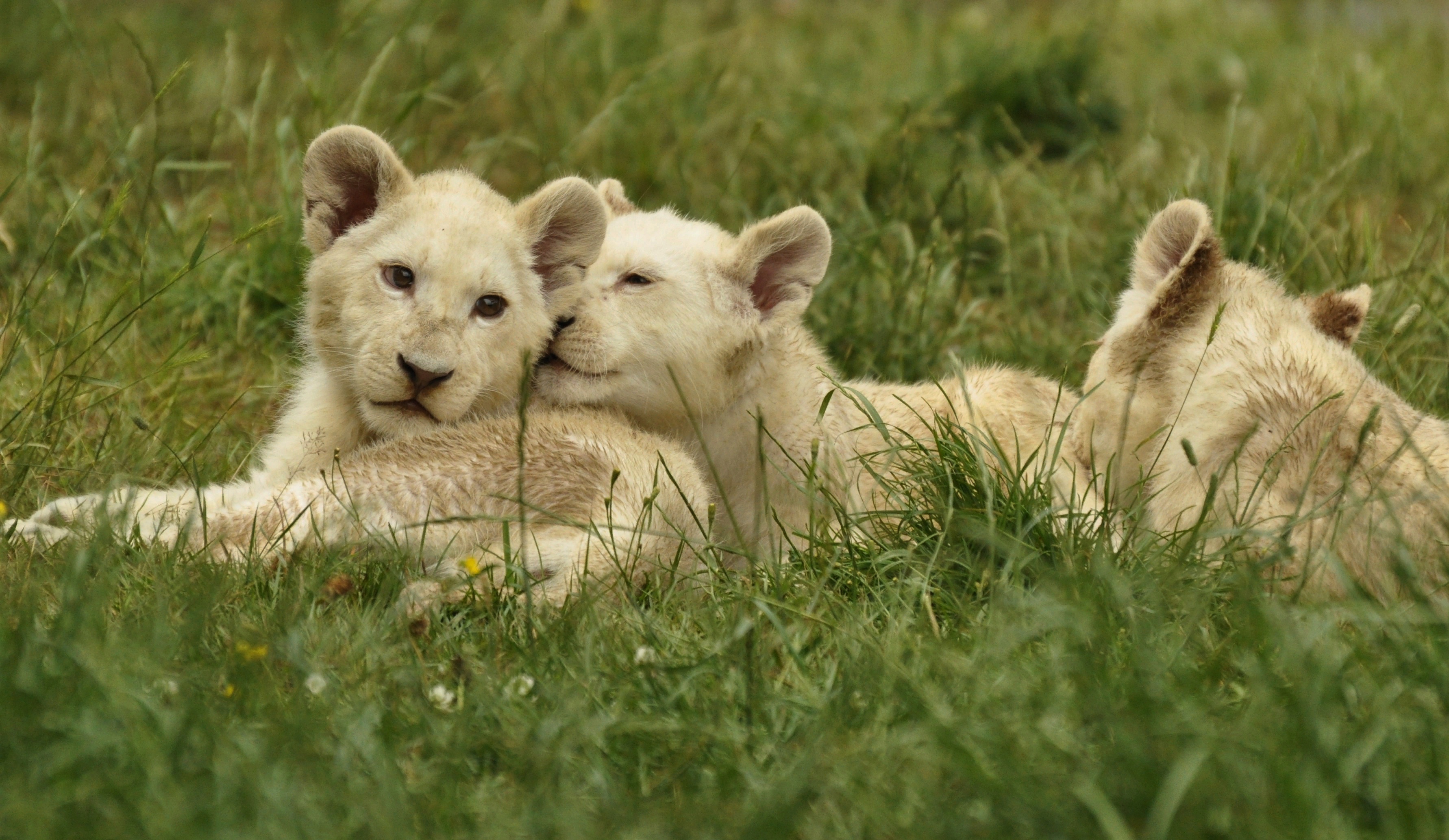 Download mobile wallpaper Lion, Animal, White Lion, Baby Animal, Cub for free.