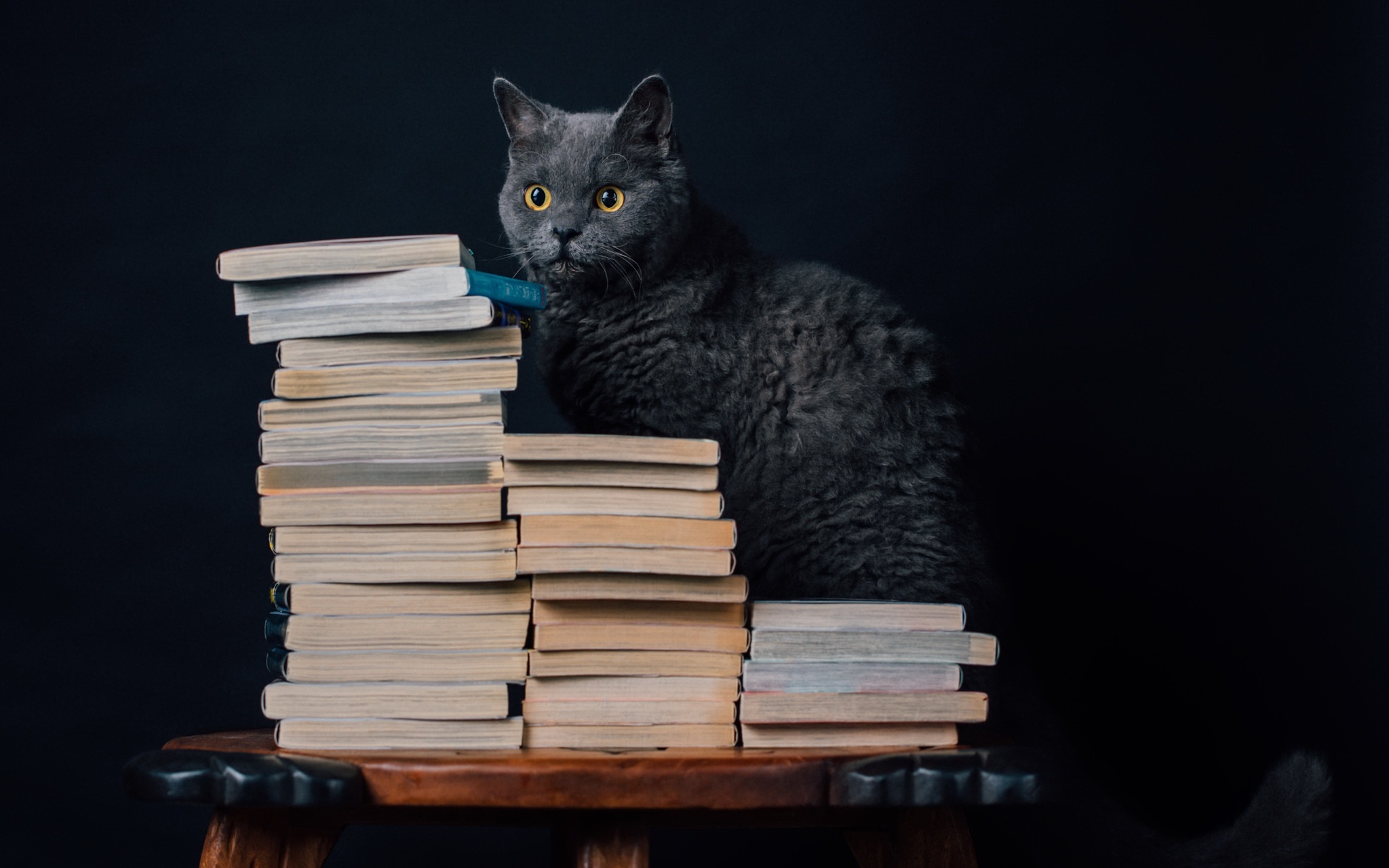 Handy-Wallpaper Tiere, Katzen, Katze, Buch kostenlos herunterladen.