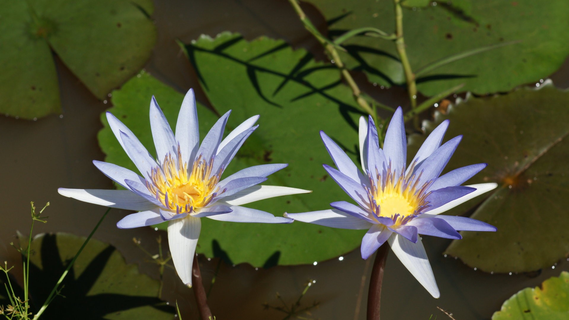 Download mobile wallpaper Water Lily, Lotus, Purple Flower, Flowers, Flower, Earth for free.