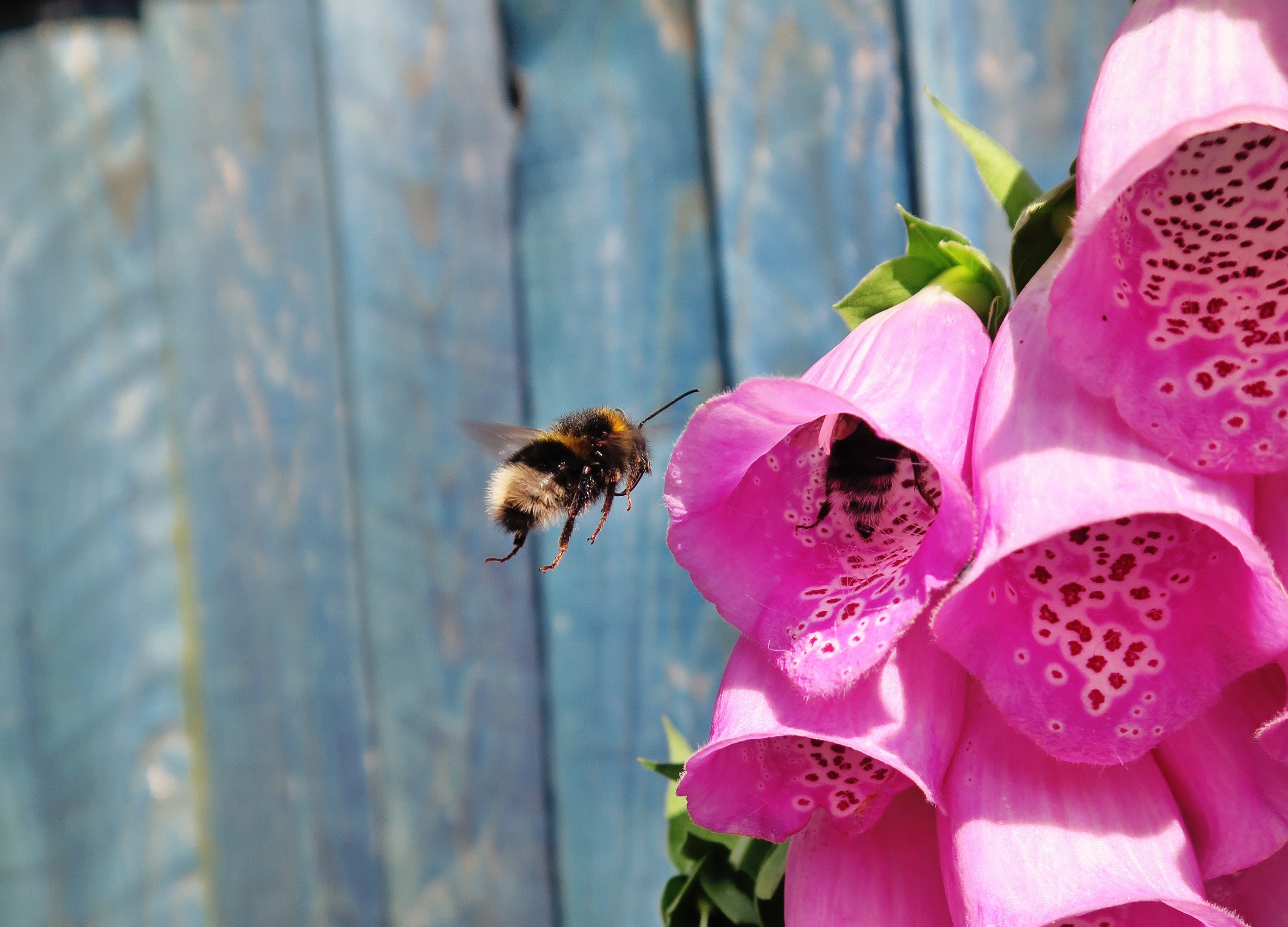 Скачать обои бесплатно Опыление, Пчела, Полет, Цветы картинка на рабочий стол ПК