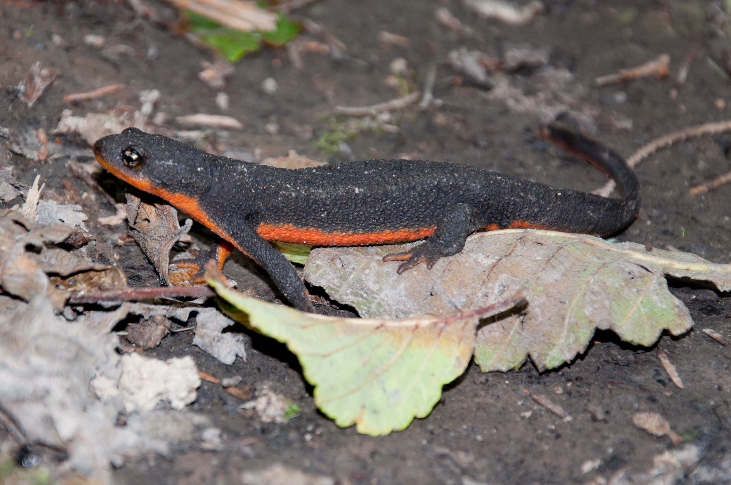 animal, red bellied newt, amphibians
