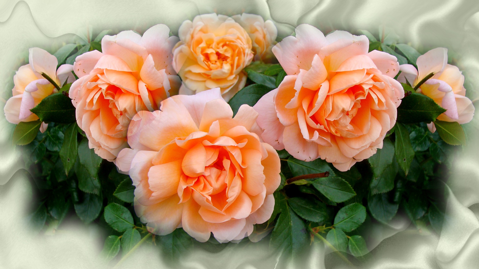 Baixe gratuitamente a imagem Flores, Rosa, Flor, Terra/natureza, Flor De Pêssego na área de trabalho do seu PC