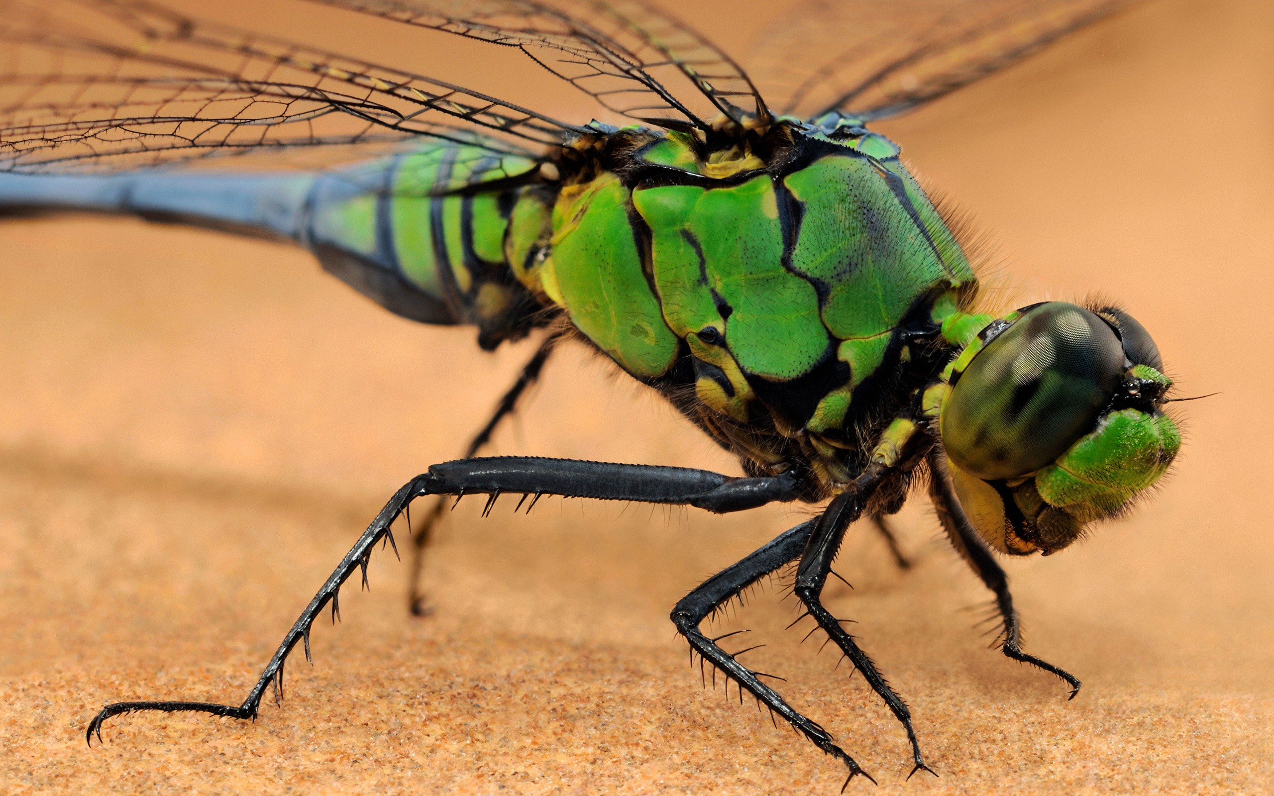 Descarga gratis la imagen Libélula, Insectos, Animales en el escritorio de tu PC