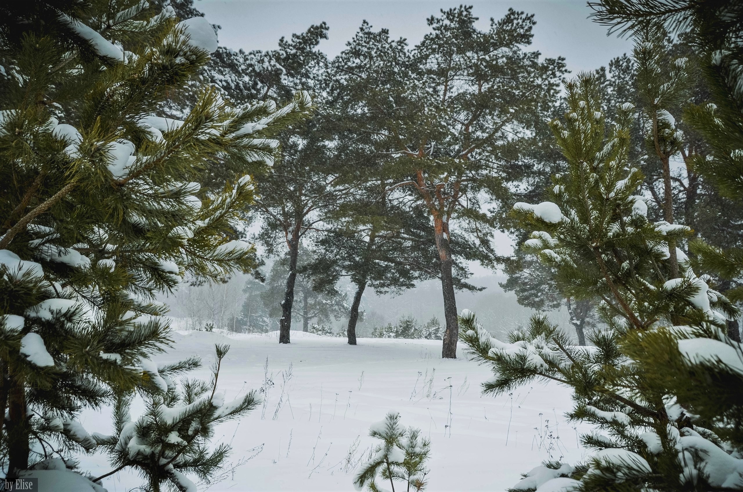 Descarga gratuita de fondo de pantalla para móvil de Invierno, Nieve, Bosque, Tierra/naturaleza.