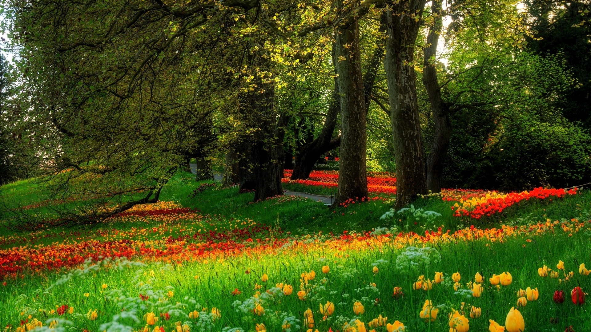 Скачать картинку Трава, Цветок, Парк, Дерево, Весна, Тюльпан, Земля/природа, Флауэрсы в телефон бесплатно.