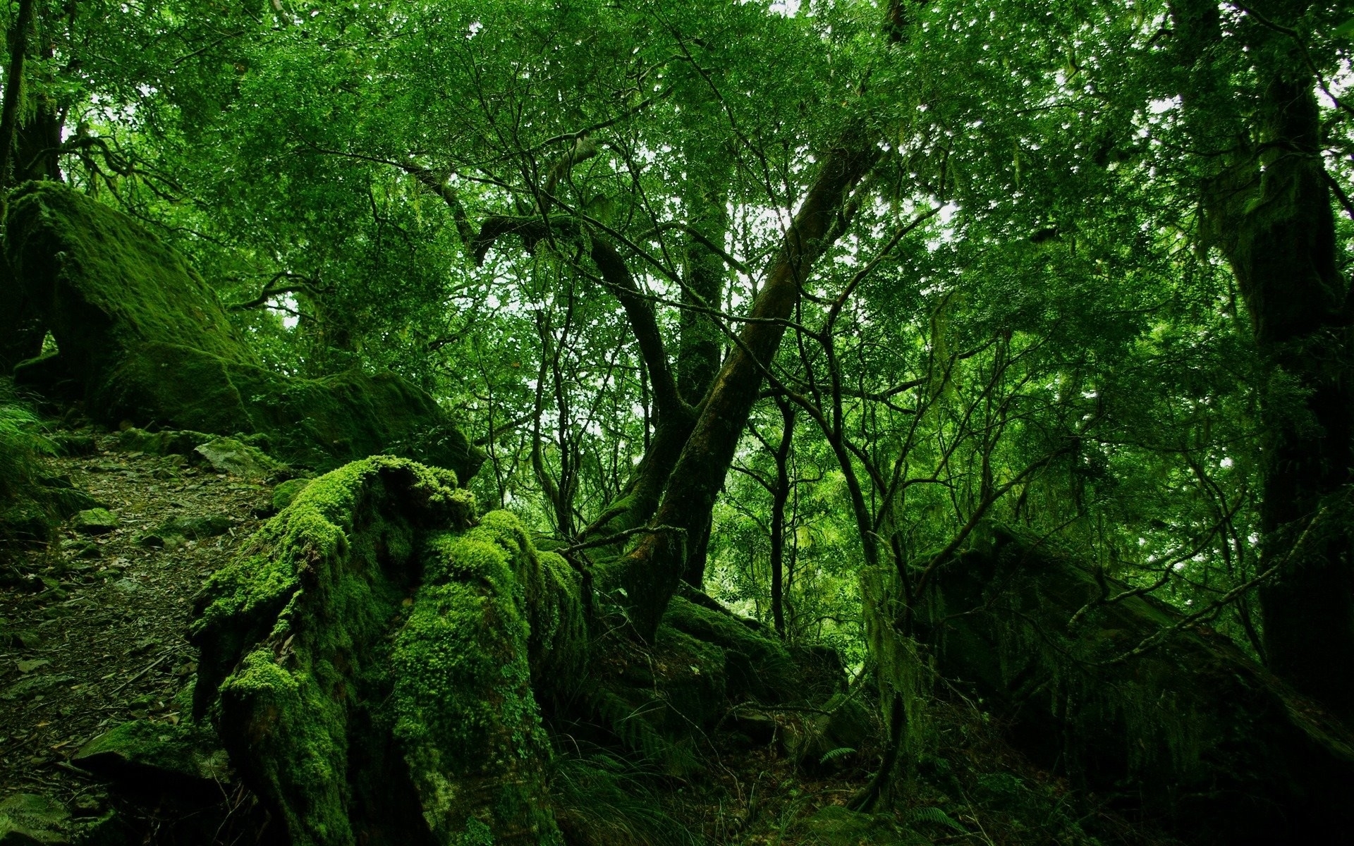 landscape, green, trees 1080p