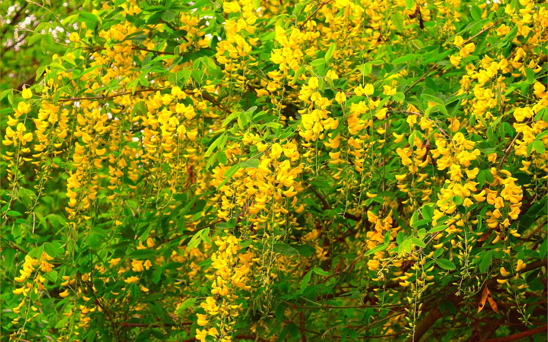 Free download wallpaper Flowers, Flower, Earth, Spring, Yellow Flower, Blossom on your PC desktop