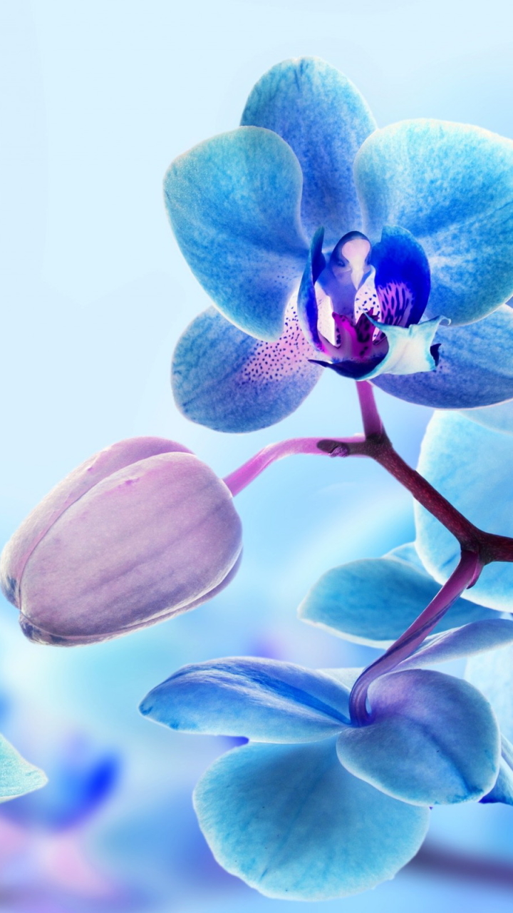 Handy-Wallpaper Blumen, Orchidee, Erde/natur kostenlos herunterladen.