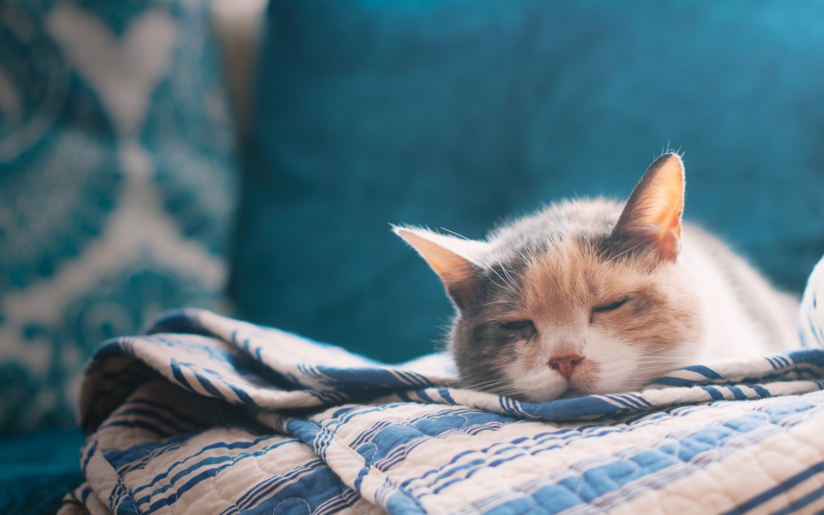 Téléchargez des papiers peints mobile Animaux, Chat gratuitement.