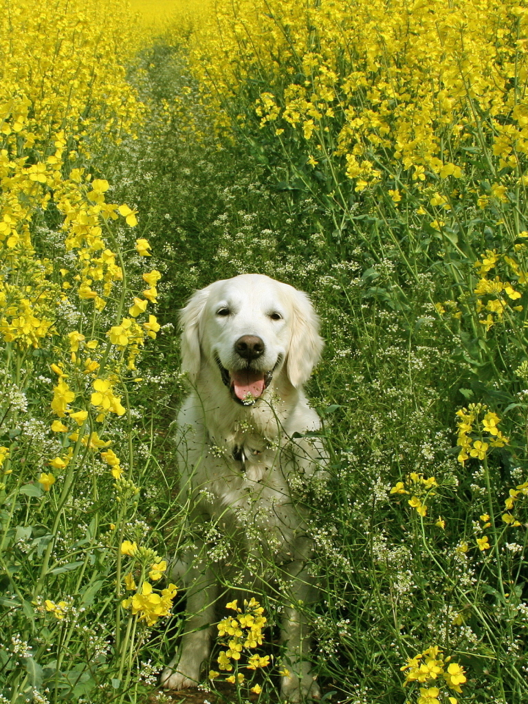 Handy-Wallpaper Tiere, Hunde, Hund, Golden Retriever kostenlos herunterladen.