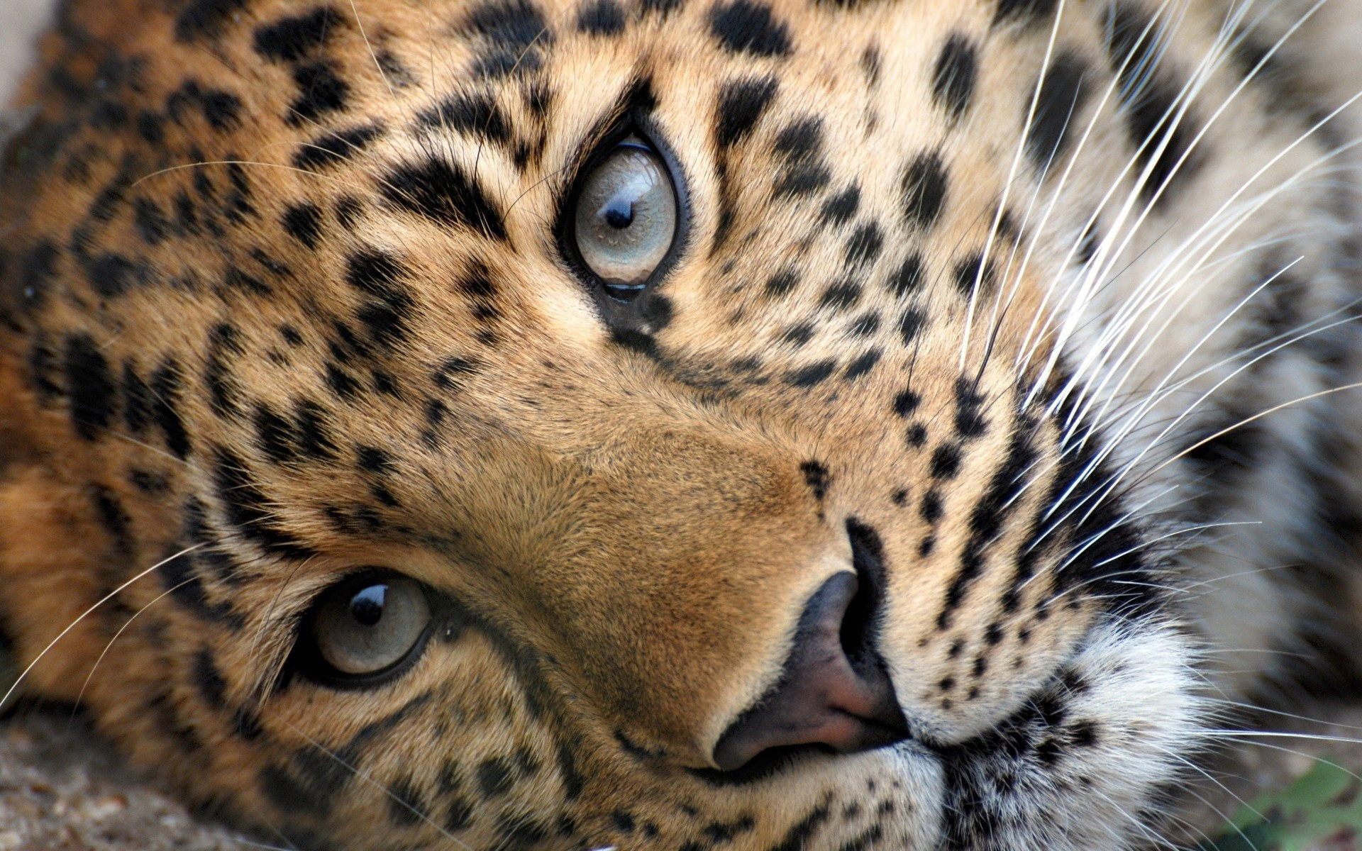 Завантажити шпалери безкоштовно Леопард, Тварина картинка на робочий стіл ПК