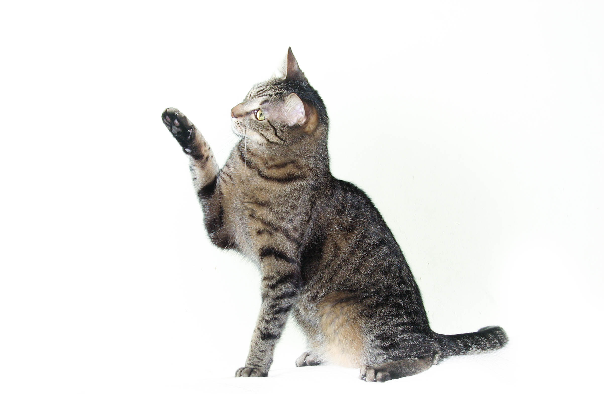 Baixar papel de parede para celular de Animais, Gatos, Gato, Jogando gratuito.