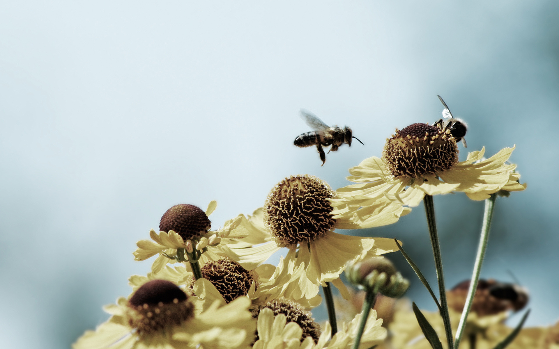 Завантажити шпалери безкоштовно Бджола, Комахи, Тварина картинка на робочий стіл ПК