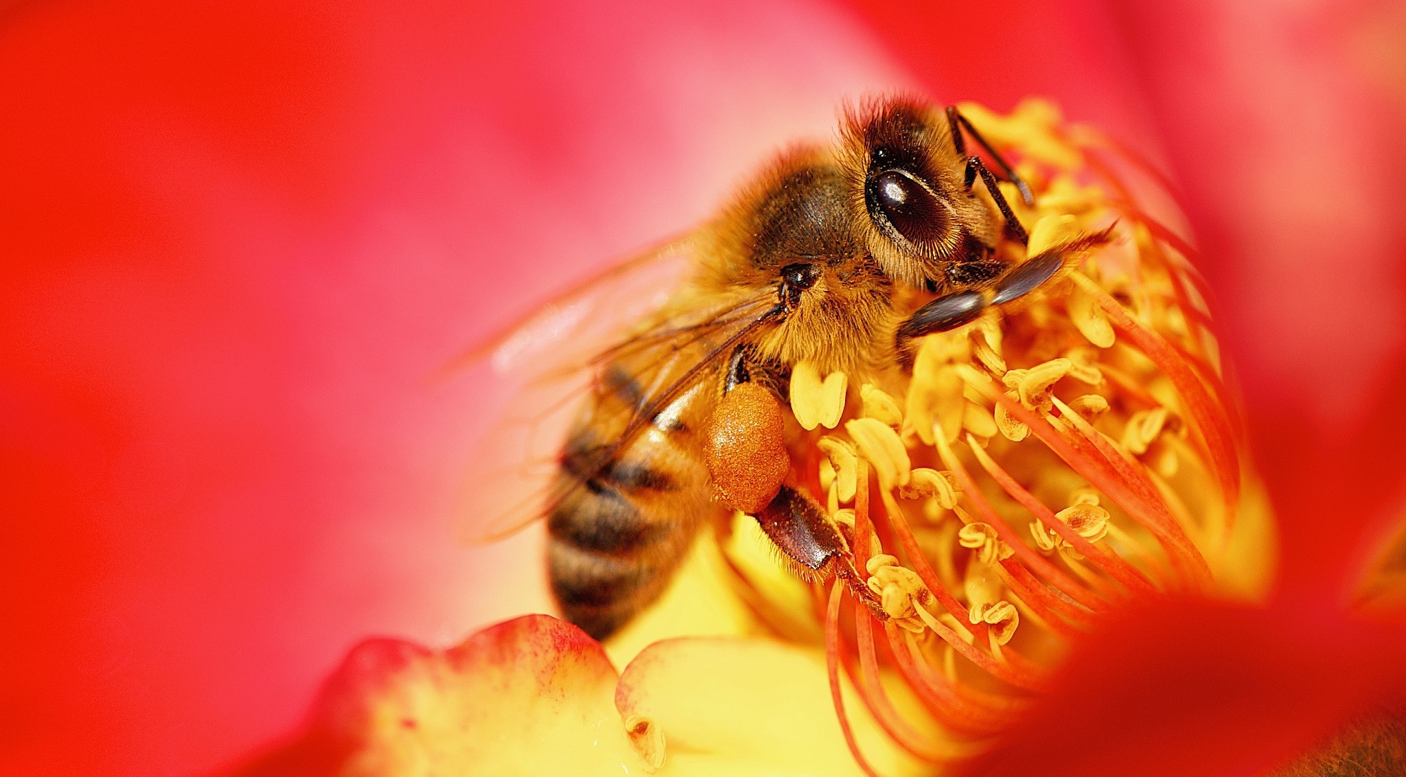 Handy-Wallpaper Biene, Insekten, Makro, Blume, Tiere kostenlos herunterladen.