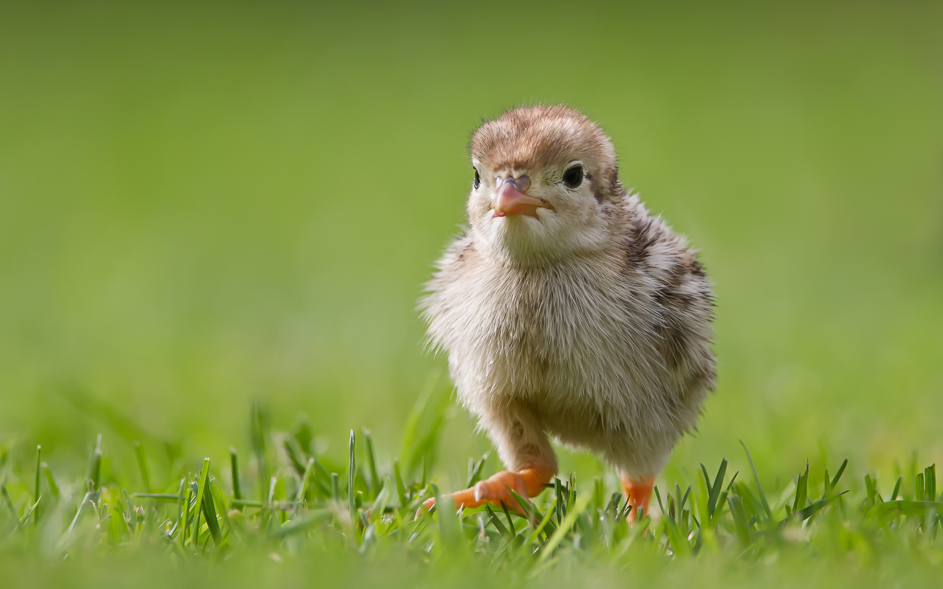 Descarga gratuita de fondo de pantalla para móvil de Animales, Aves, Ave.