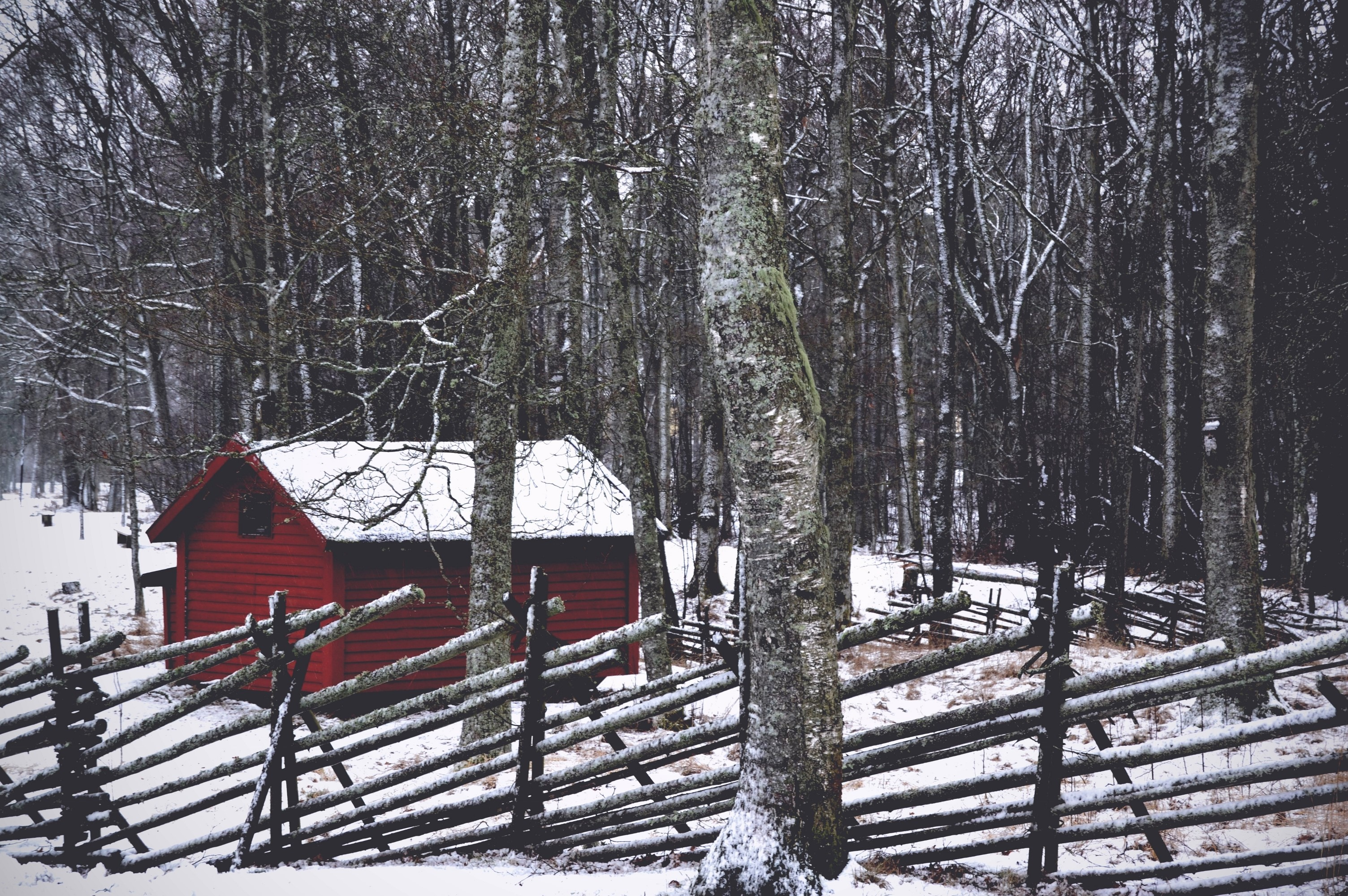 Handy-Wallpaper Natur, Bäume, Winter, Wald, Struktur kostenlos herunterladen.