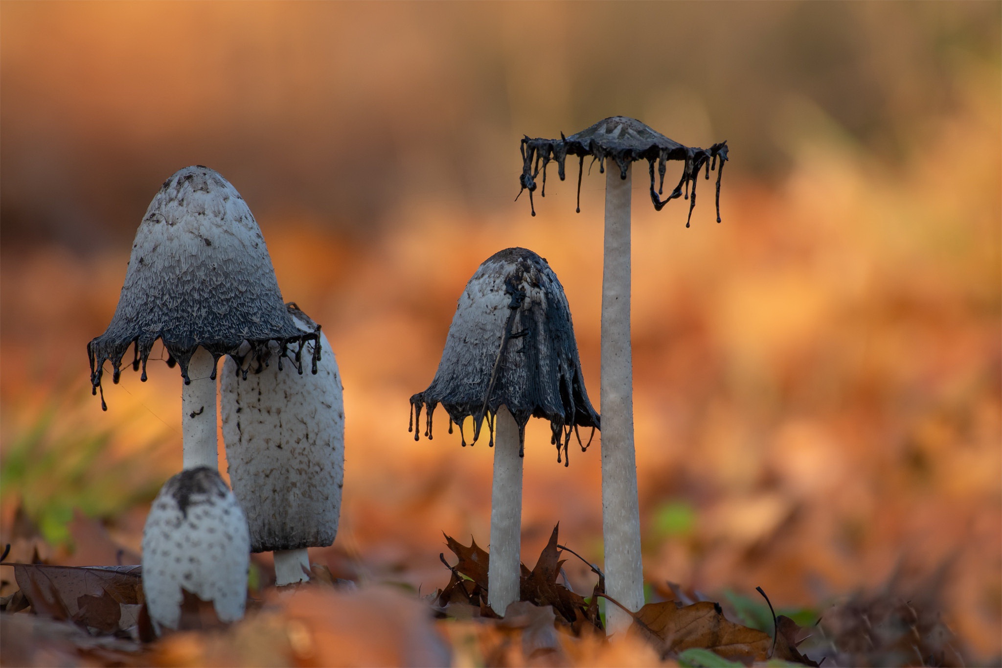 Handy-Wallpaper Natur, Herbst, Makro, Pilz, Erde/natur kostenlos herunterladen.