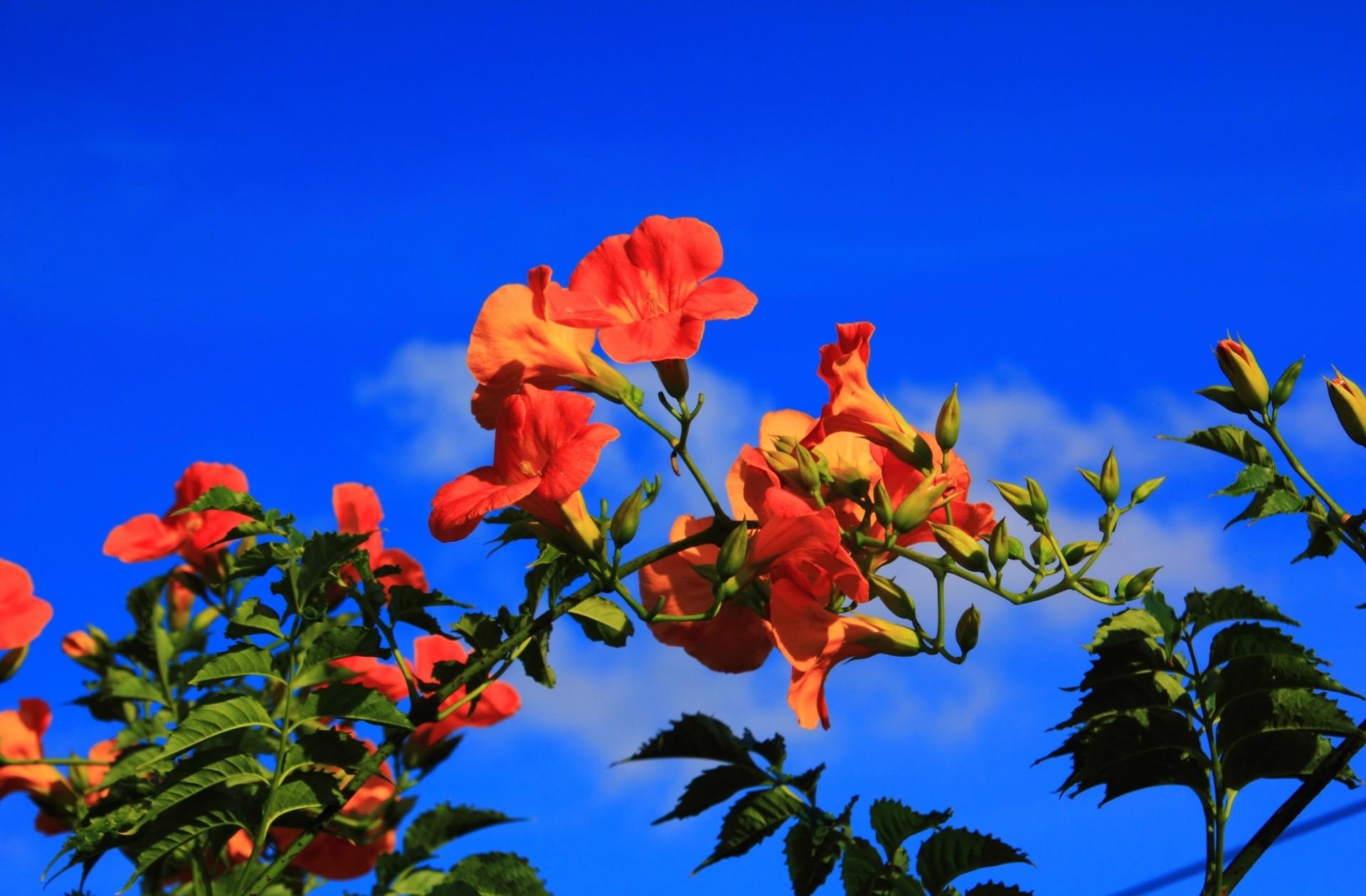154490 Hintergrundbild herunterladen blumen, sky, blau, geäst, zweige, blühen, blühenden, hibiskus, hibiscus - Bildschirmschoner und Bilder kostenlos