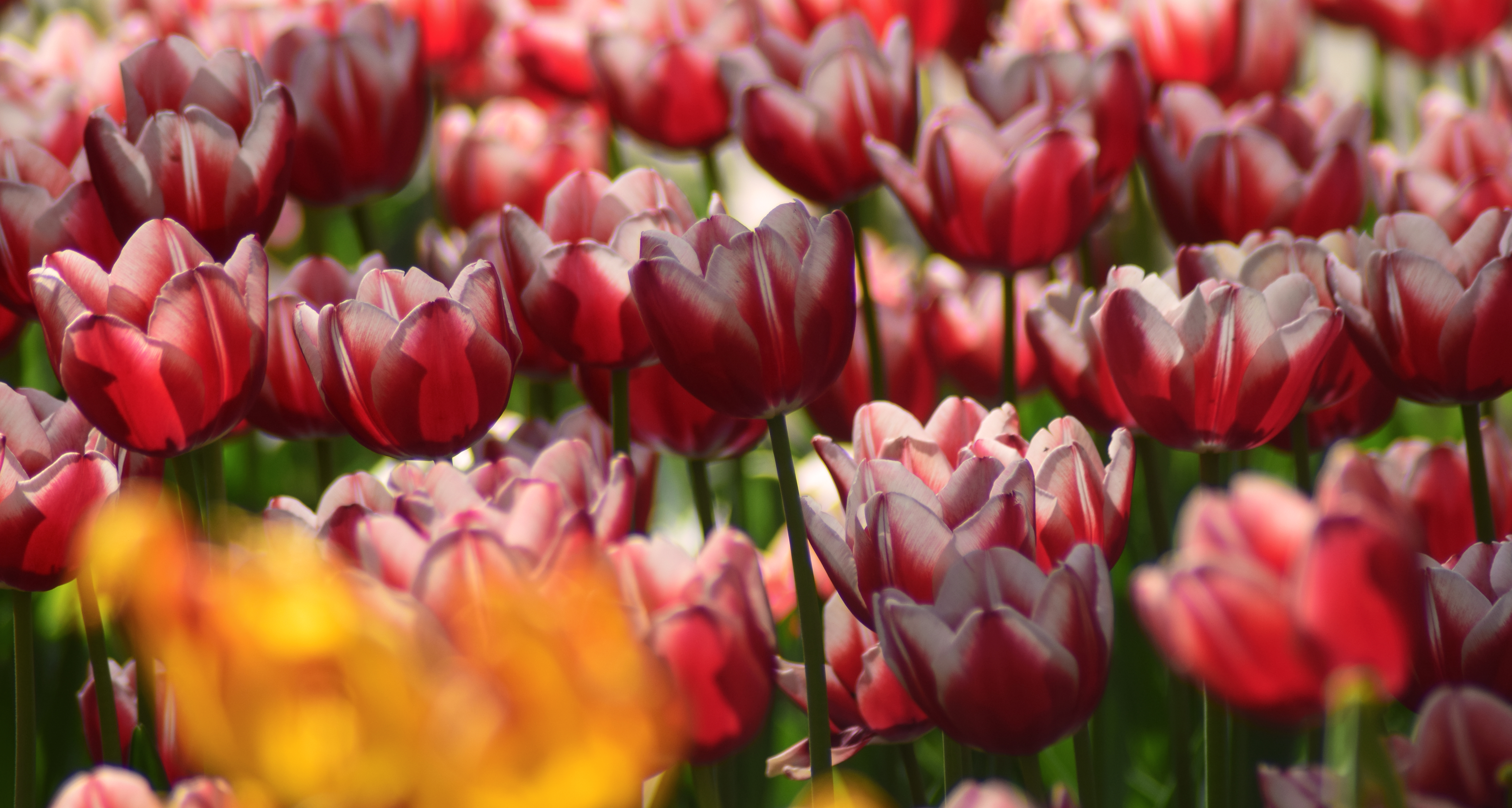 Descarga gratis la imagen Naturaleza, Flores, Flor, Tulipán, Tierra/naturaleza en el escritorio de tu PC
