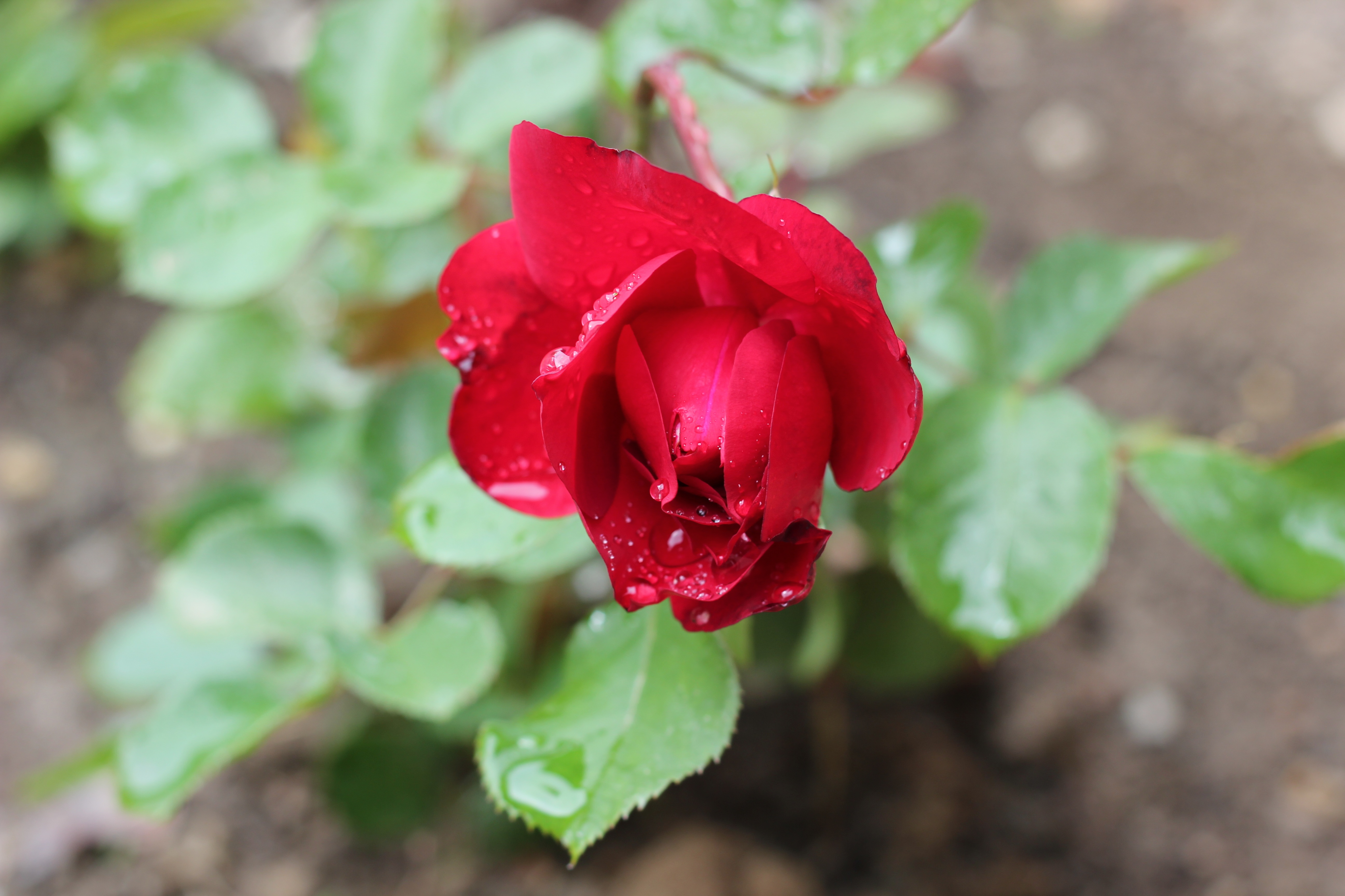 PCデスクトップに自然, フラワーズ, 花, 薔薇, つぼみ, 地球, 赤いバラ, 水滴画像を無料でダウンロード