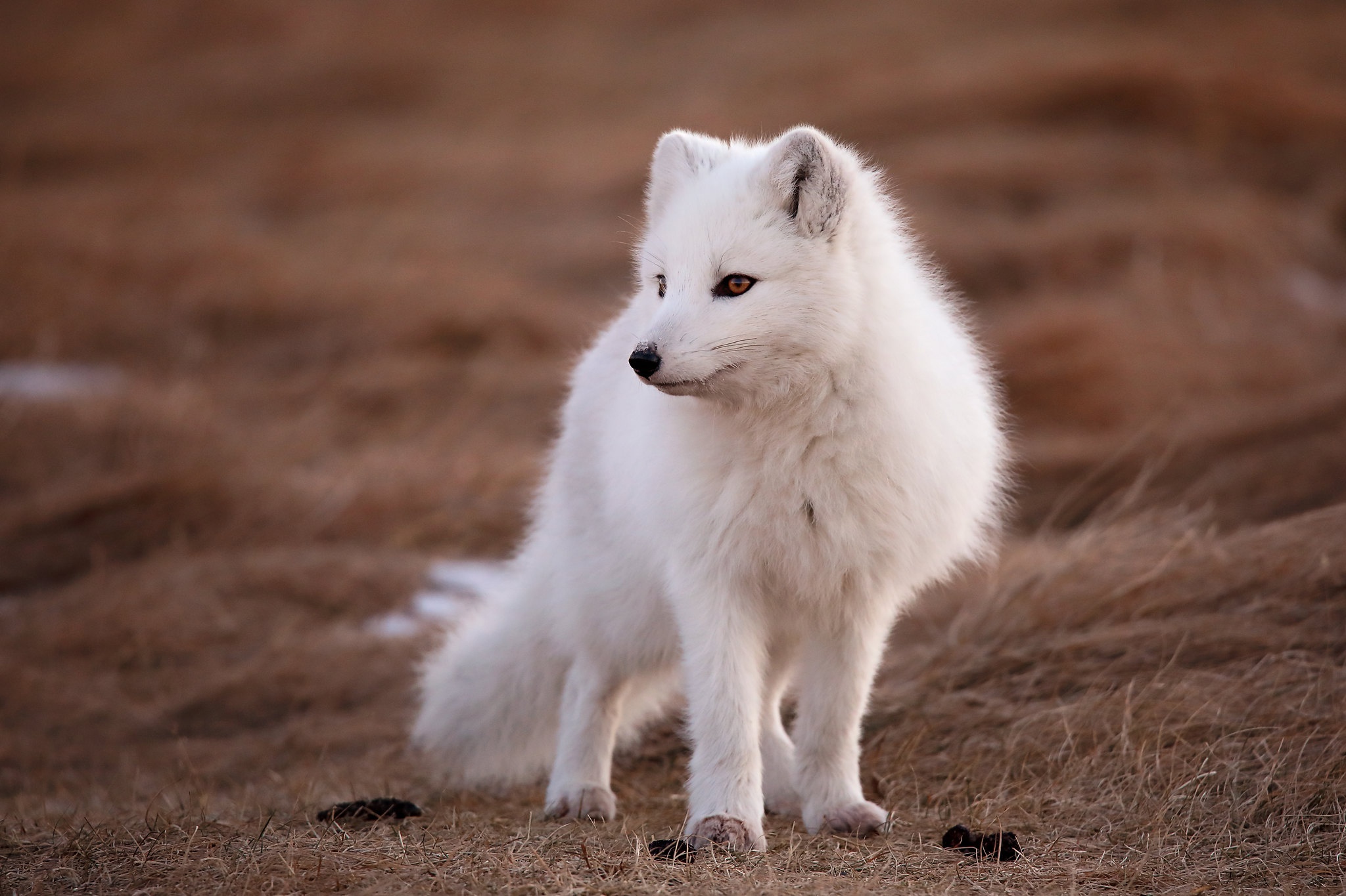 Download mobile wallpaper Dogs, Animal, Arctic Fox for free.