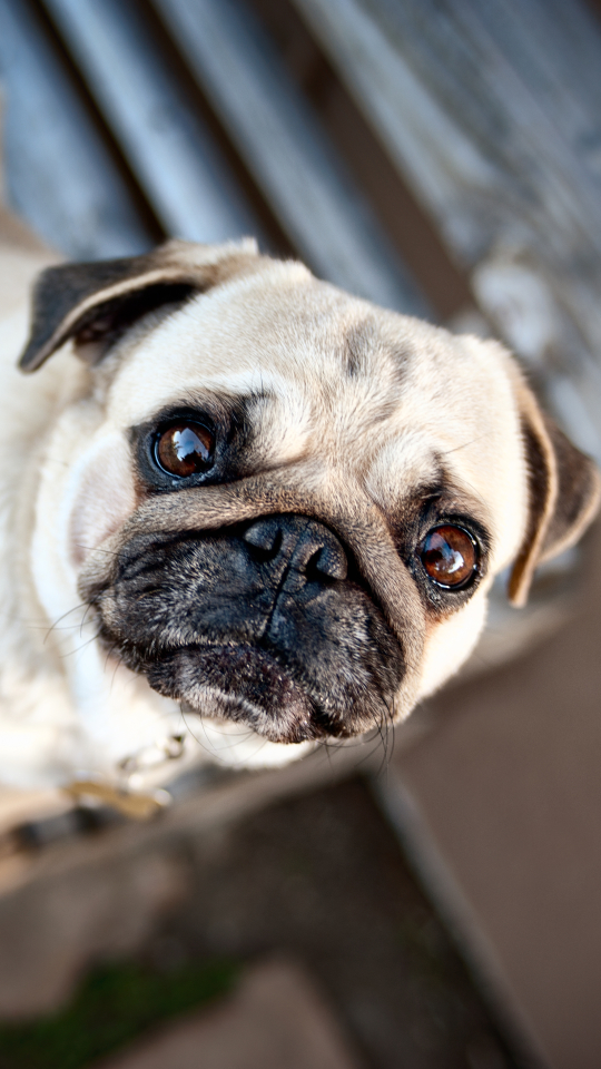 無料モバイル壁紙動物, パグ, 犬をダウンロードします。