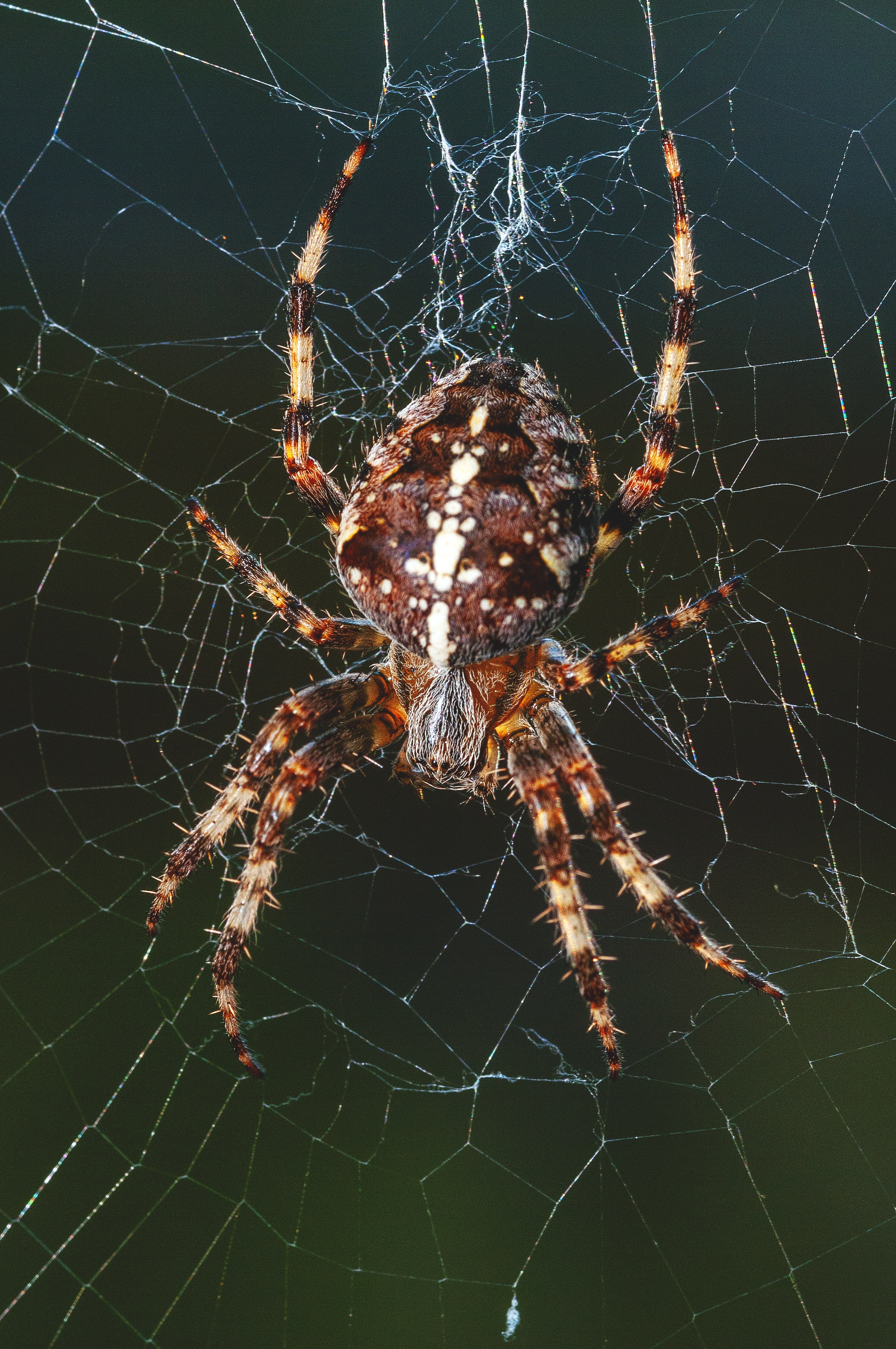 54509 скачать картинку животные, паутина, насекомое, паук, лапки - обои и заставки бесплатно