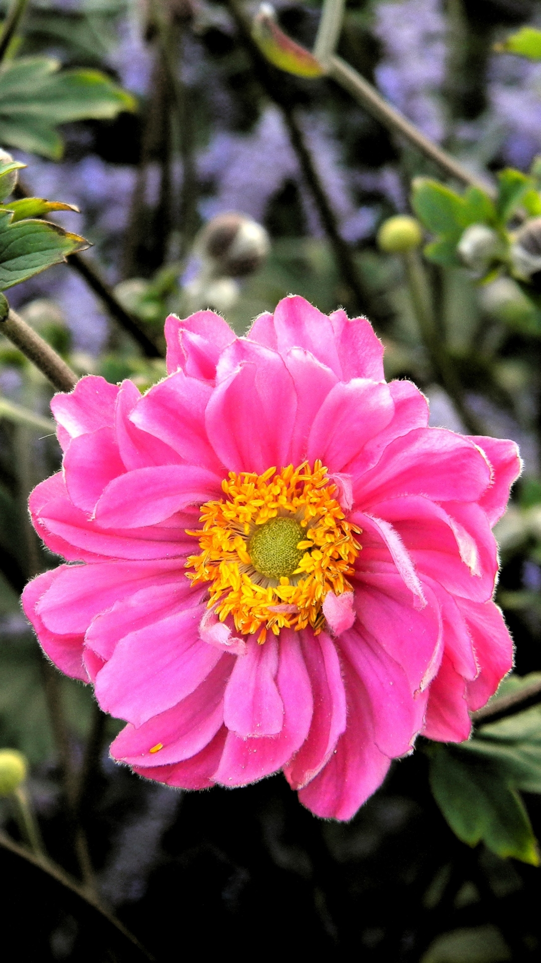 1106828 Bildschirmschoner und Hintergrundbilder Blumen auf Ihrem Telefon. Laden Sie  Bilder kostenlos herunter