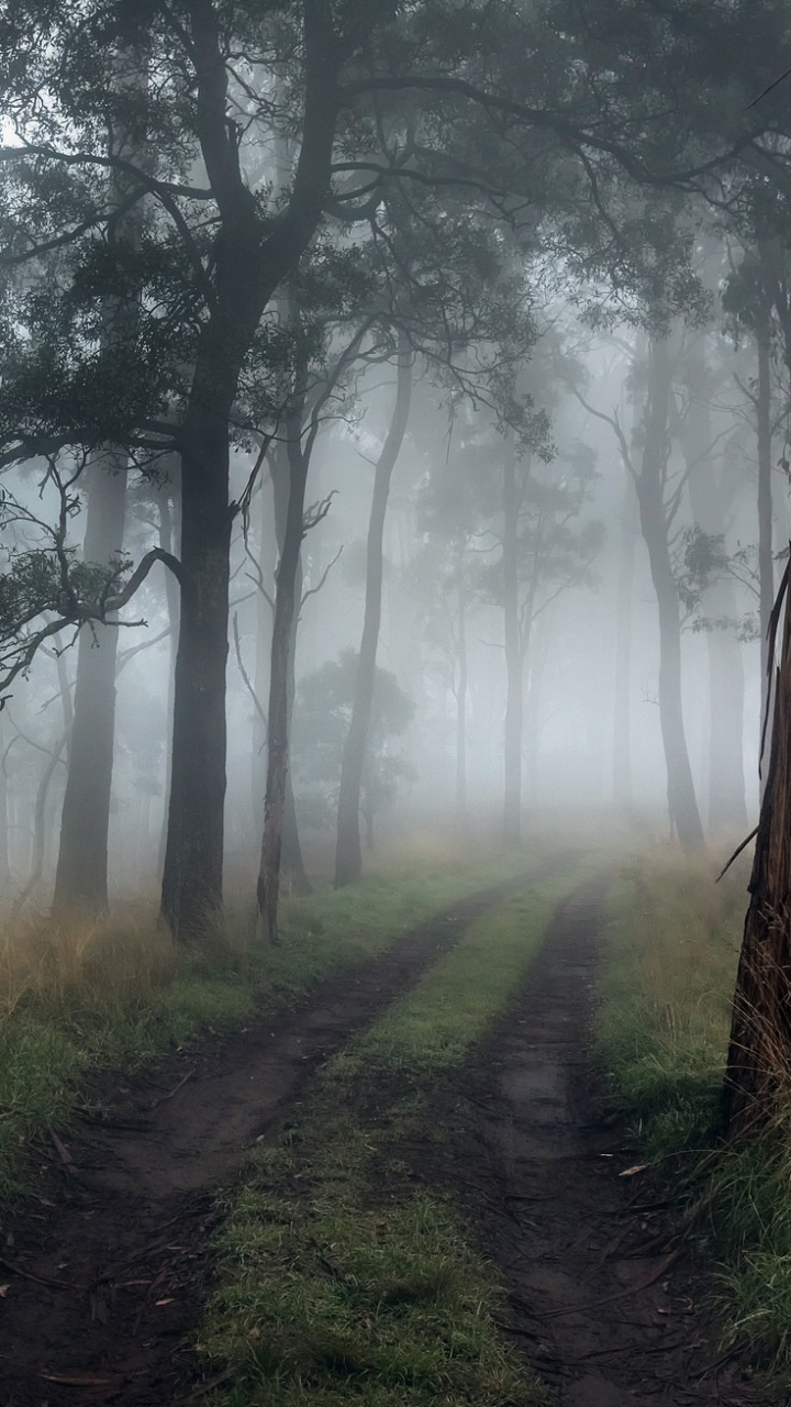 Download mobile wallpaper Nature, Forest, Tree, Fog, Earth, Dirt Road for free.