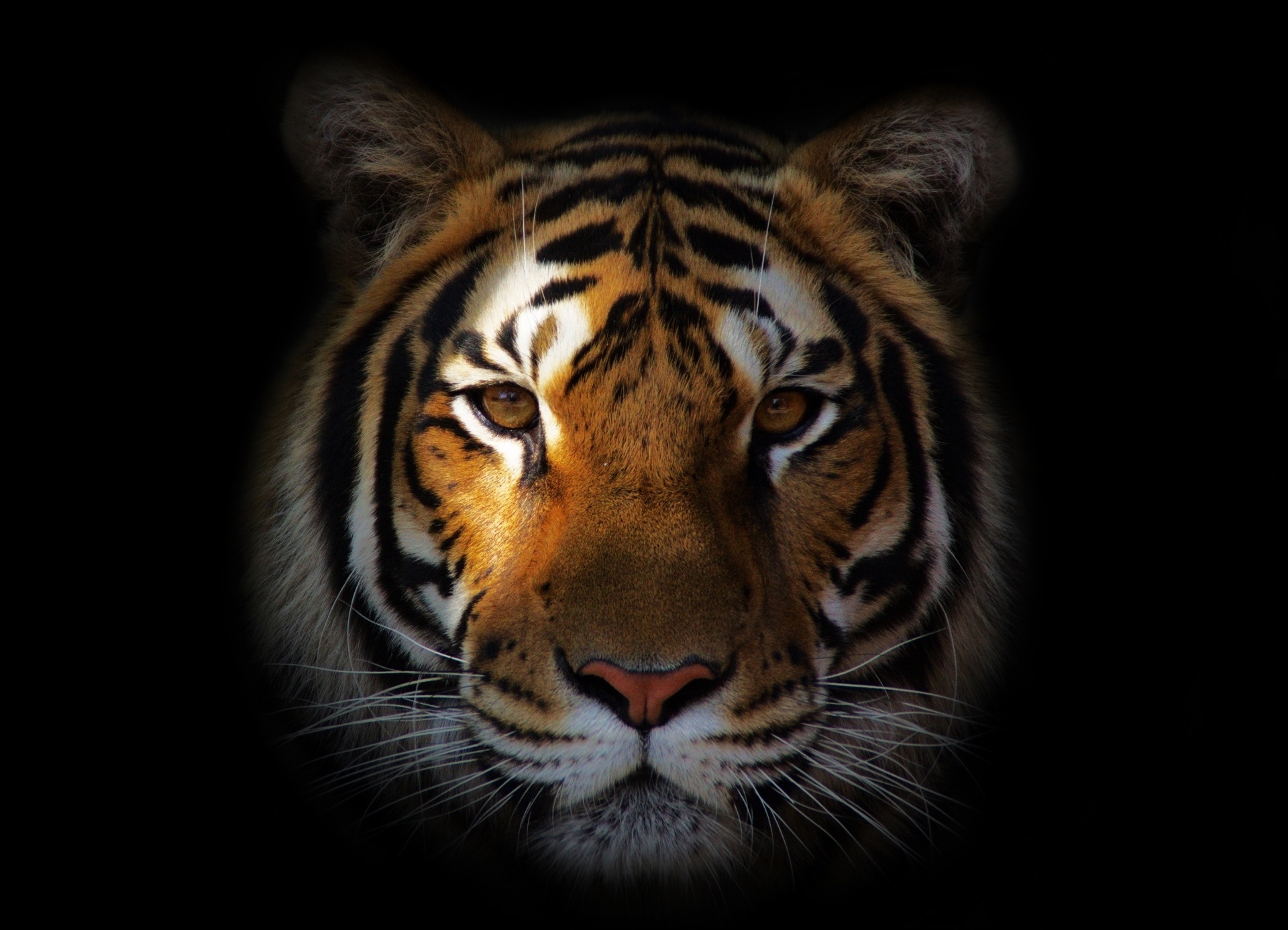 tiger, muzzle, animals, shadow, predator HD wallpaper