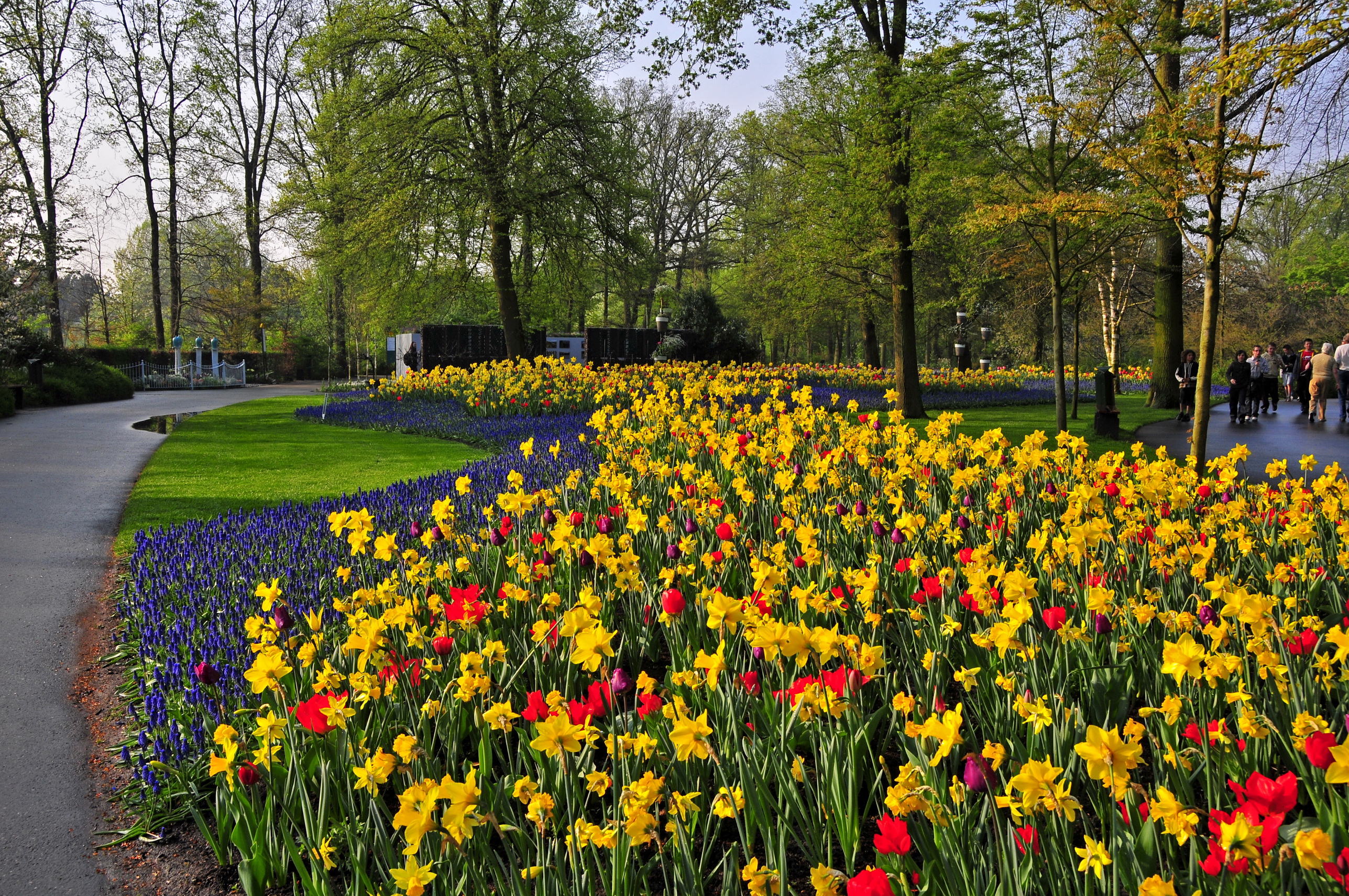 PCデスクトップに花, 公園, 写真撮影画像を無料でダウンロード