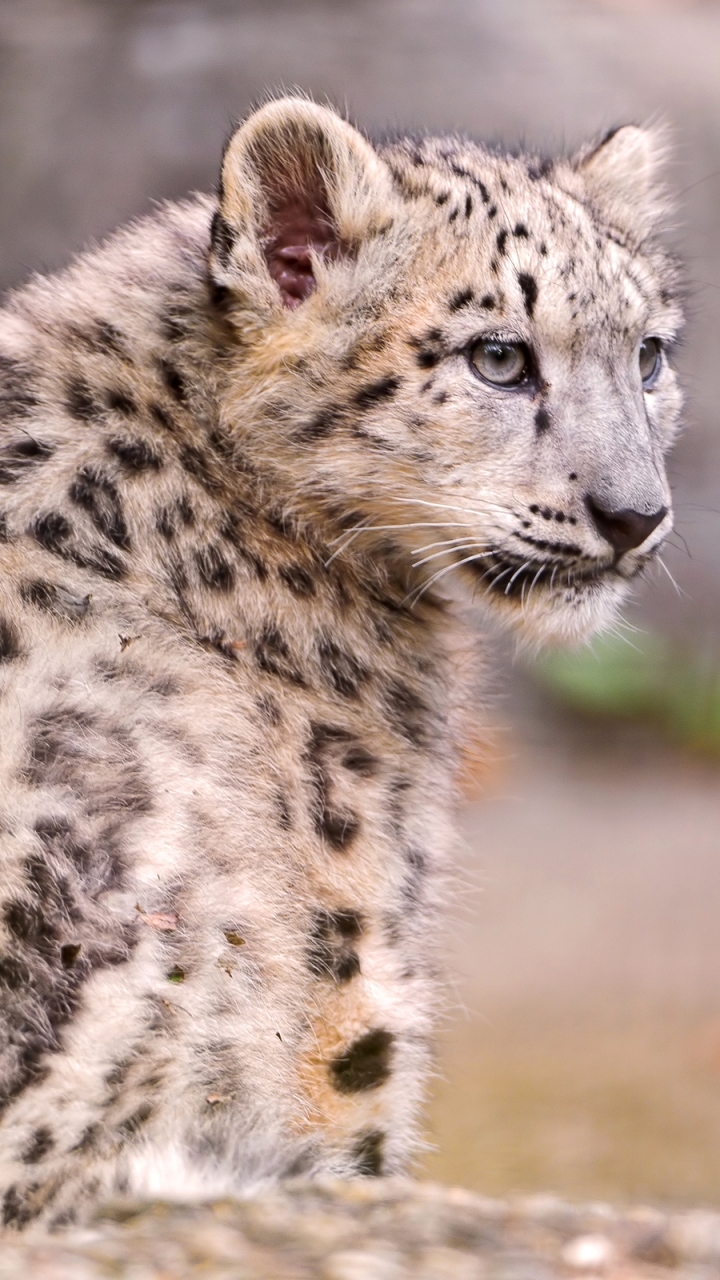 Descarga gratuita de fondo de pantalla para móvil de Animales, Gatos, Leopardo De Las Nieves.