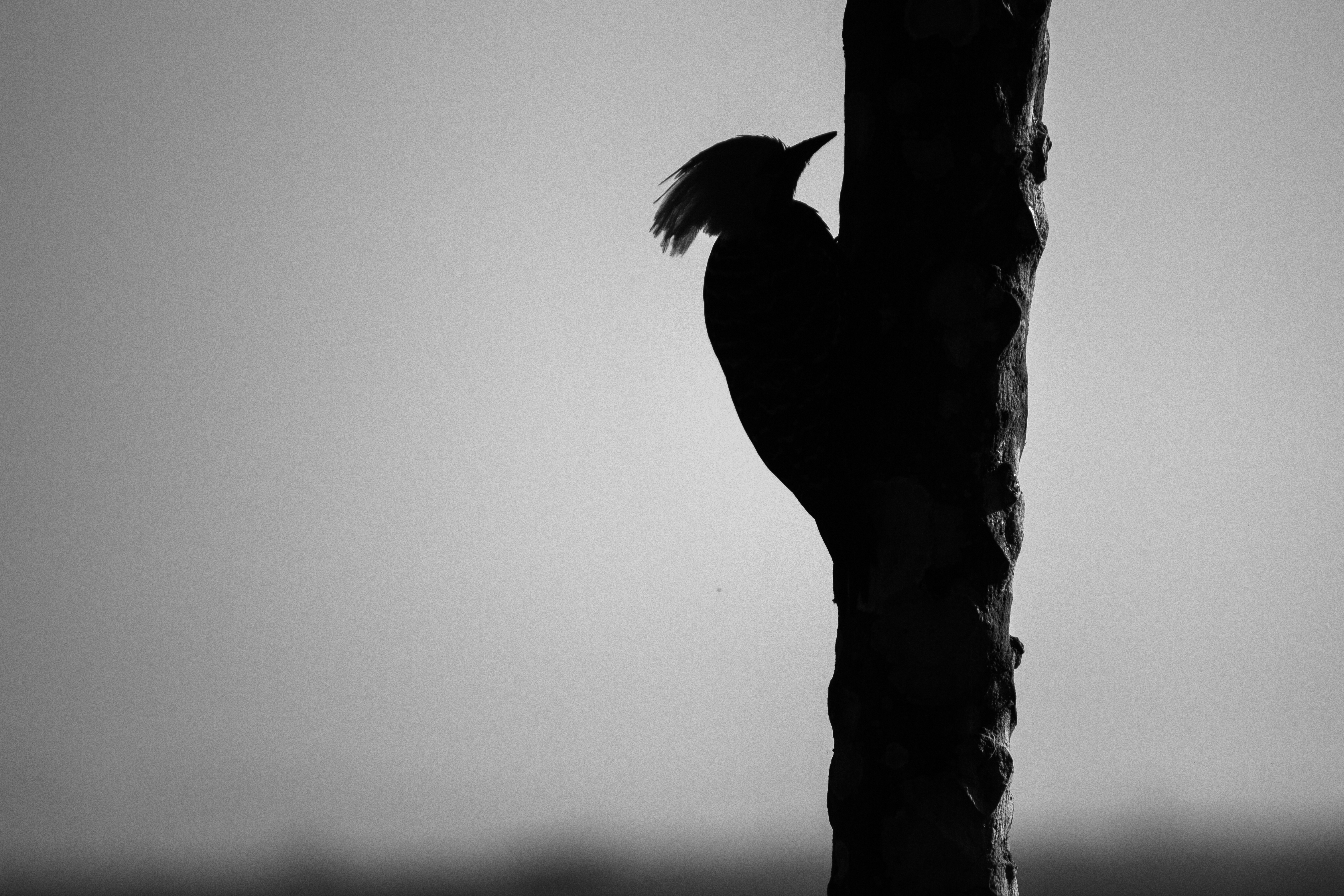 Download mobile wallpaper Woodpecker, Chb, Bw, Bird, Silhouette for free.