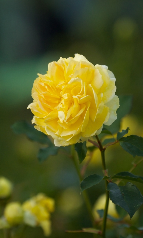 Download mobile wallpaper Nature, Flowers, Flower, Rose, Close Up, Earth, Yellow Flower for free.