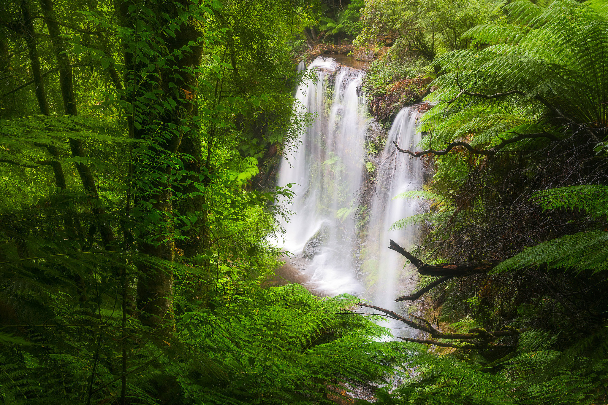 Download mobile wallpaper Waterfalls, Waterfall, Fern, Forest, Earth for free.