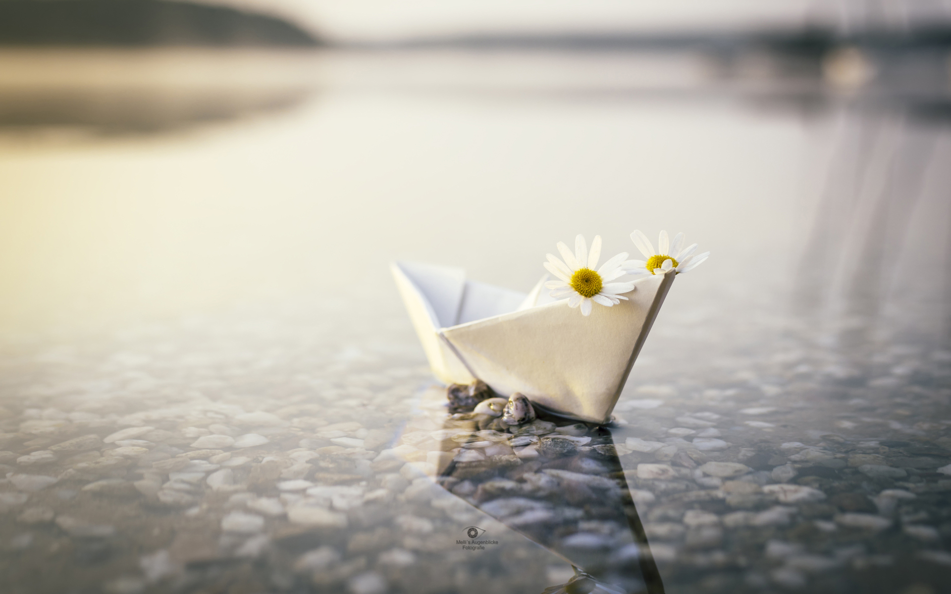 man made, origami, chamomile, paper boat, reflection, water