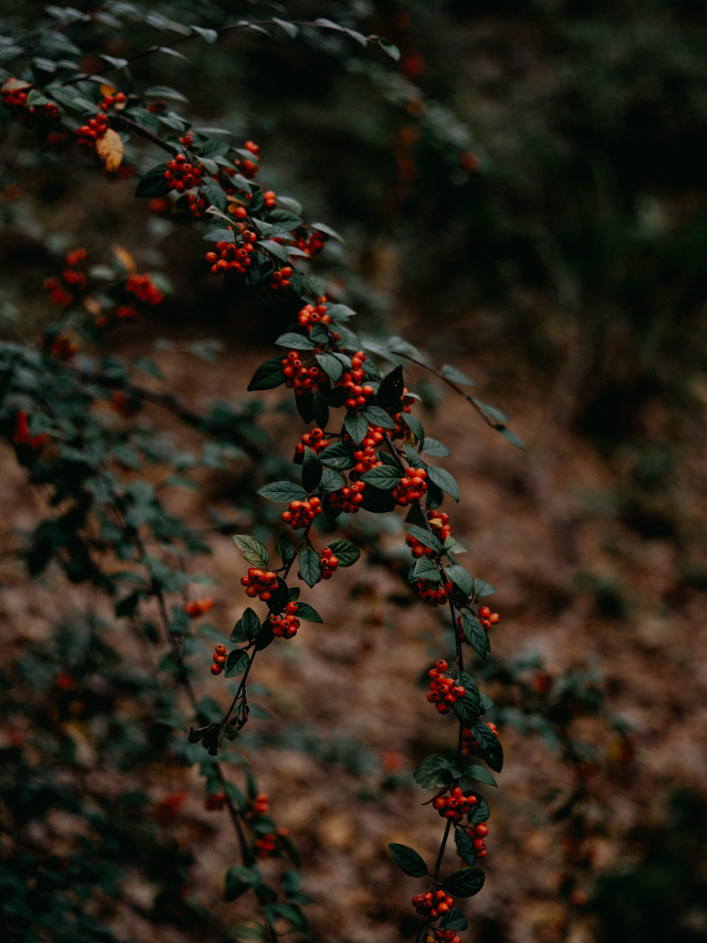 plant, nature, berries, red, branches