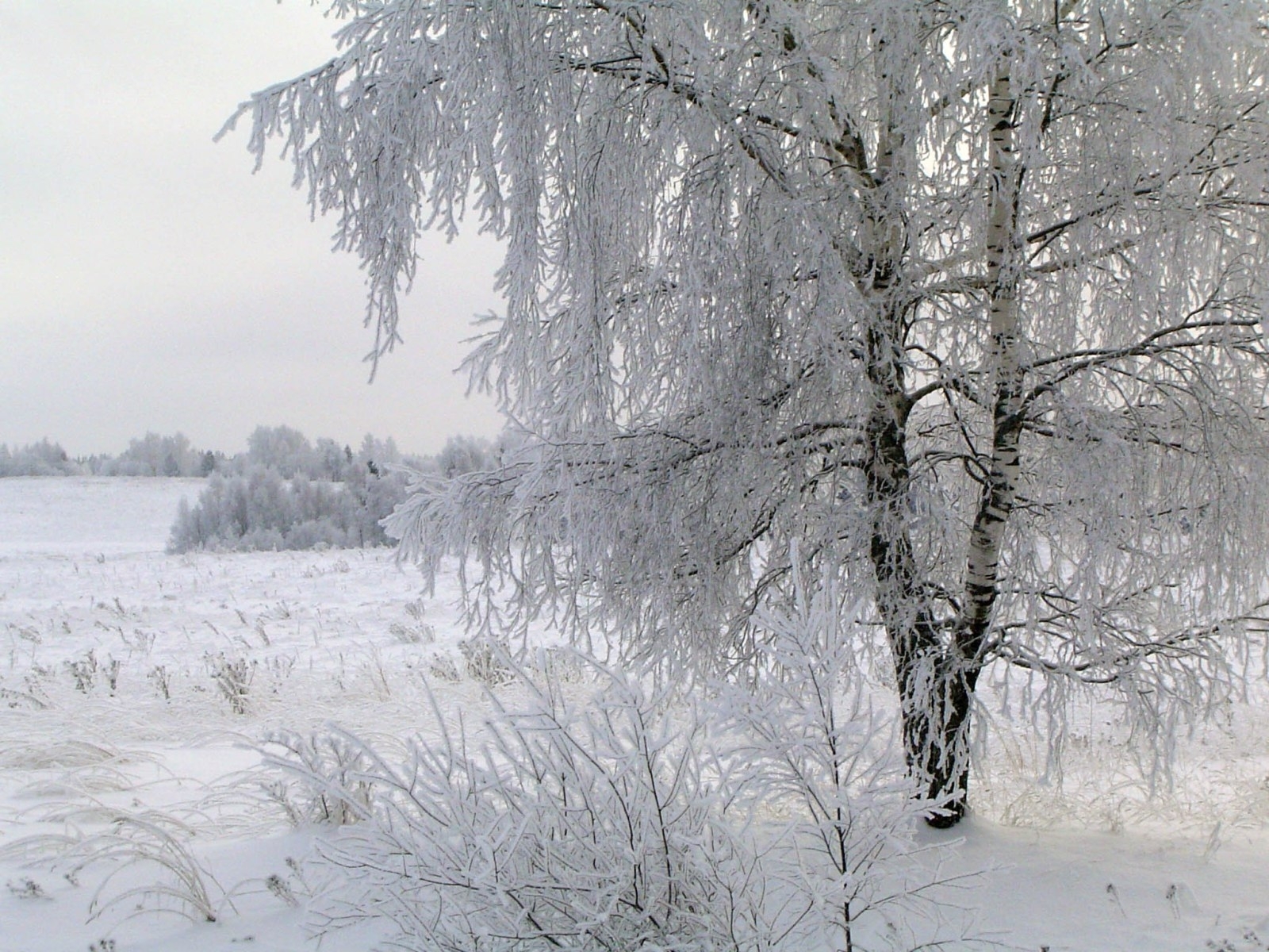 PCデスクトップに木, 冬, 風景画像を無料でダウンロード