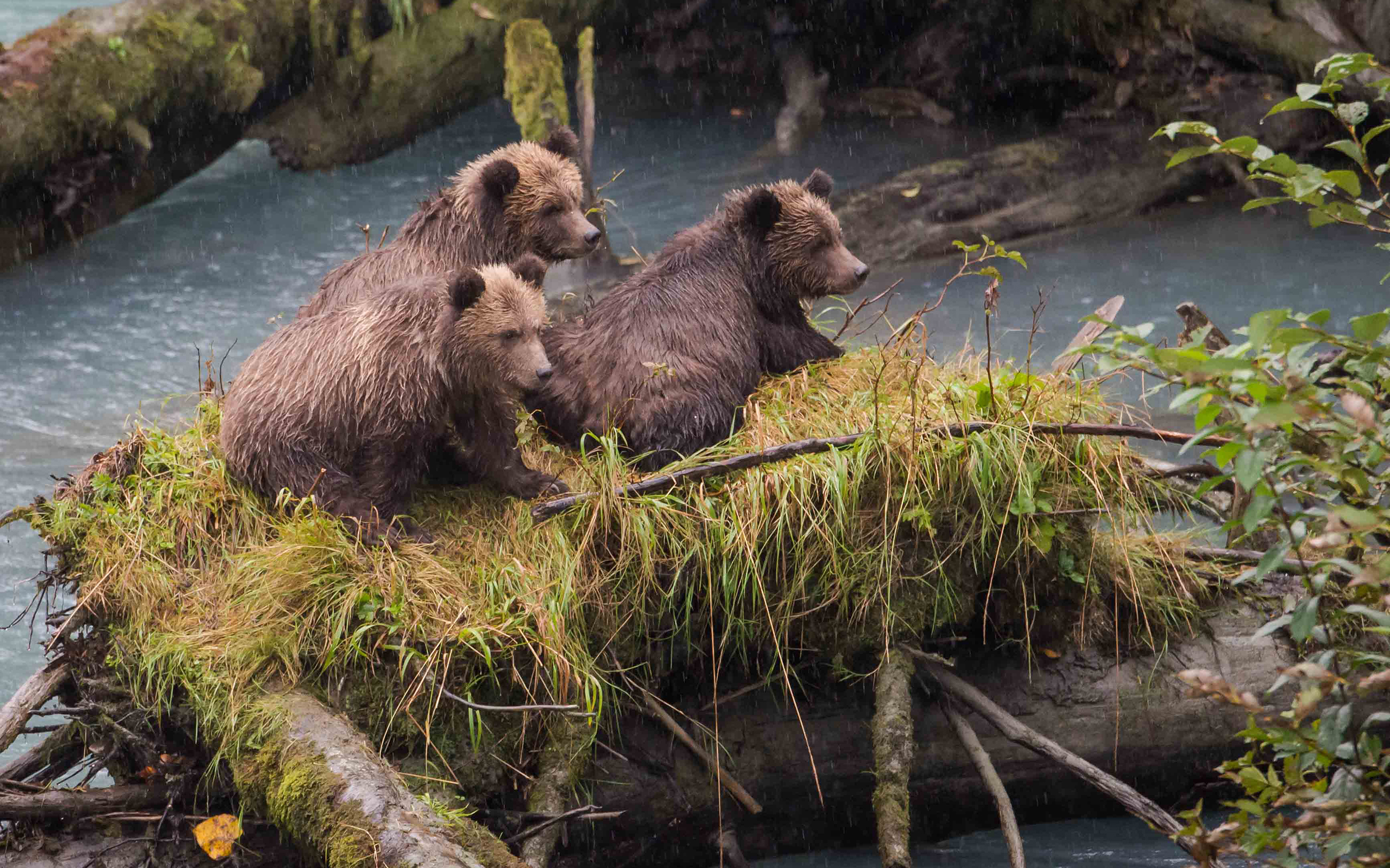 Laden Sie das Bären, Bär, Tiere-Bild kostenlos auf Ihren PC-Desktop herunter