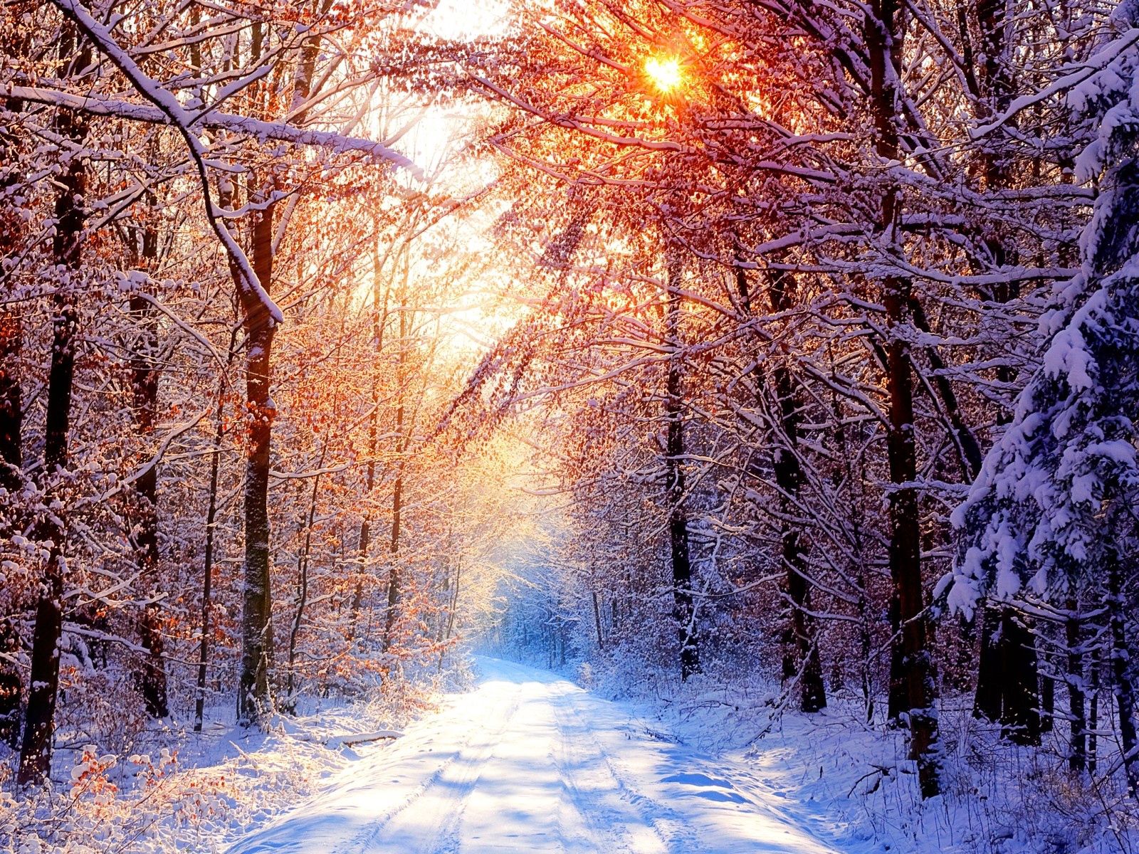 alley, winter, forest, nature, trees, sun, snow, shine, light, beams, rays, road for android
