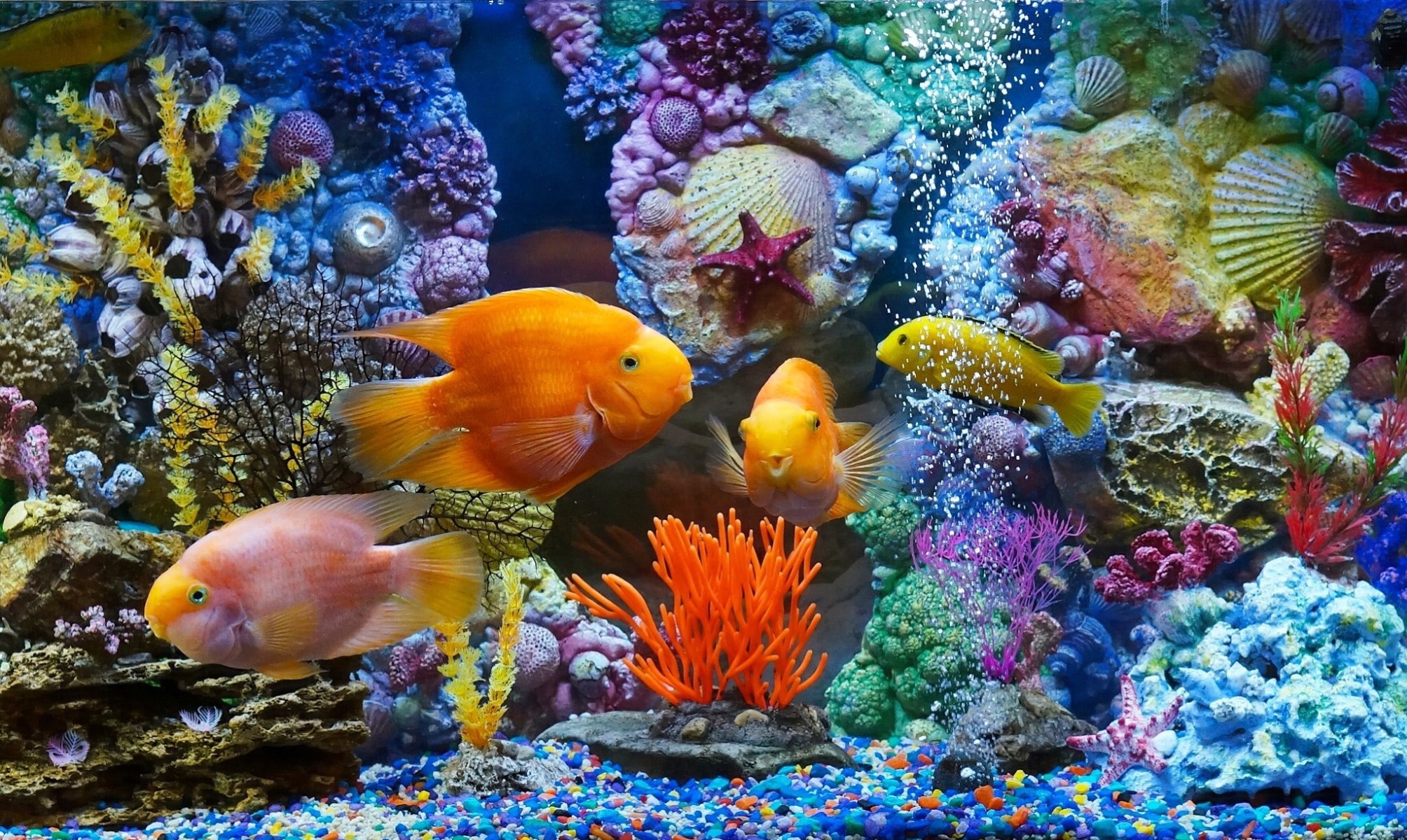 400016 скачать обои красочный, рыбы, растение, аквариум, животные - заставки и картинки бесплатно