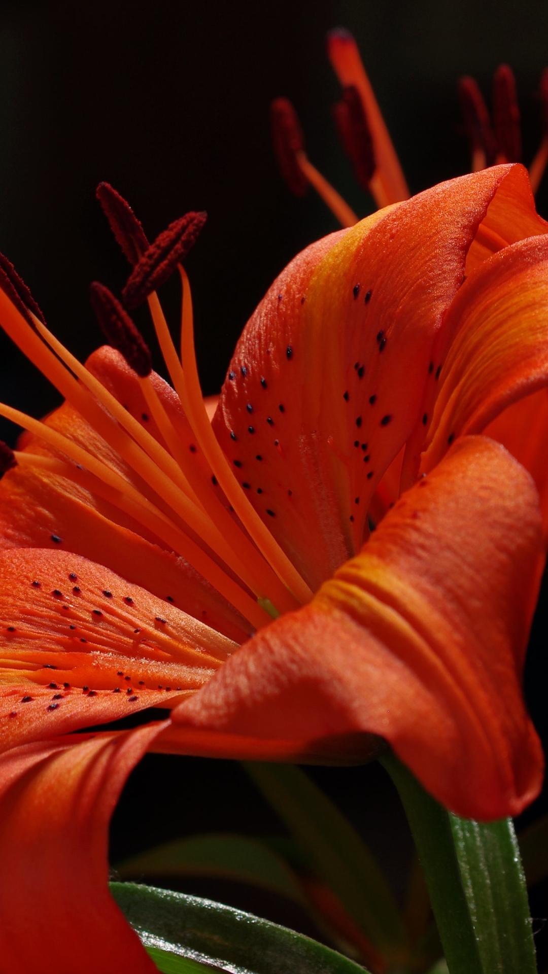 Download mobile wallpaper Flowers, Earth, Lily for free.