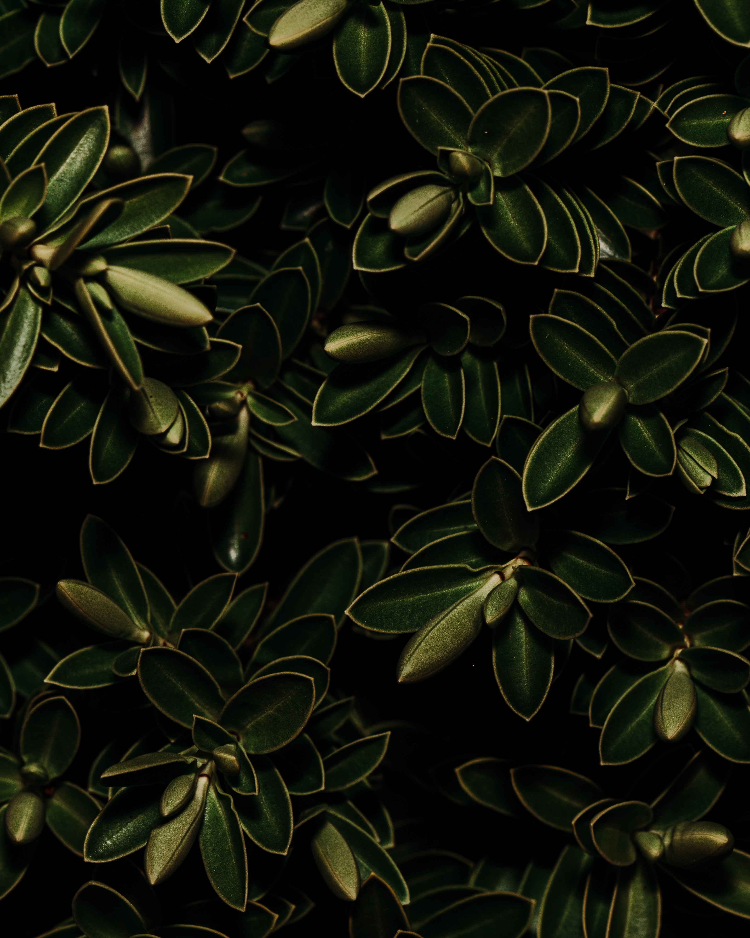 Laden Sie das Blätter, Makro, Dunkel, Pflanzen-Bild kostenlos auf Ihren PC-Desktop herunter