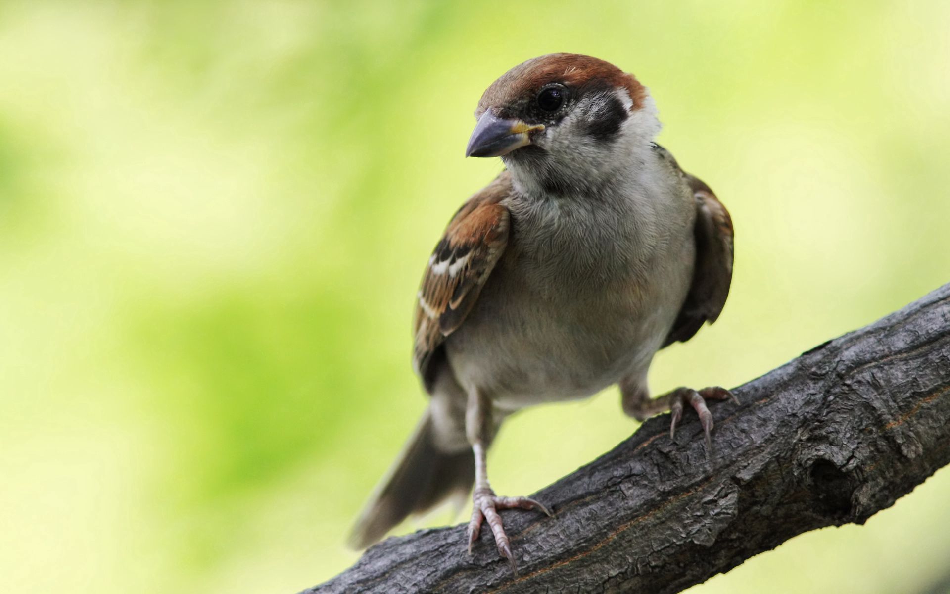 Free download wallpaper Bird, Sit, Sparrow, Branch, Animals on your PC desktop