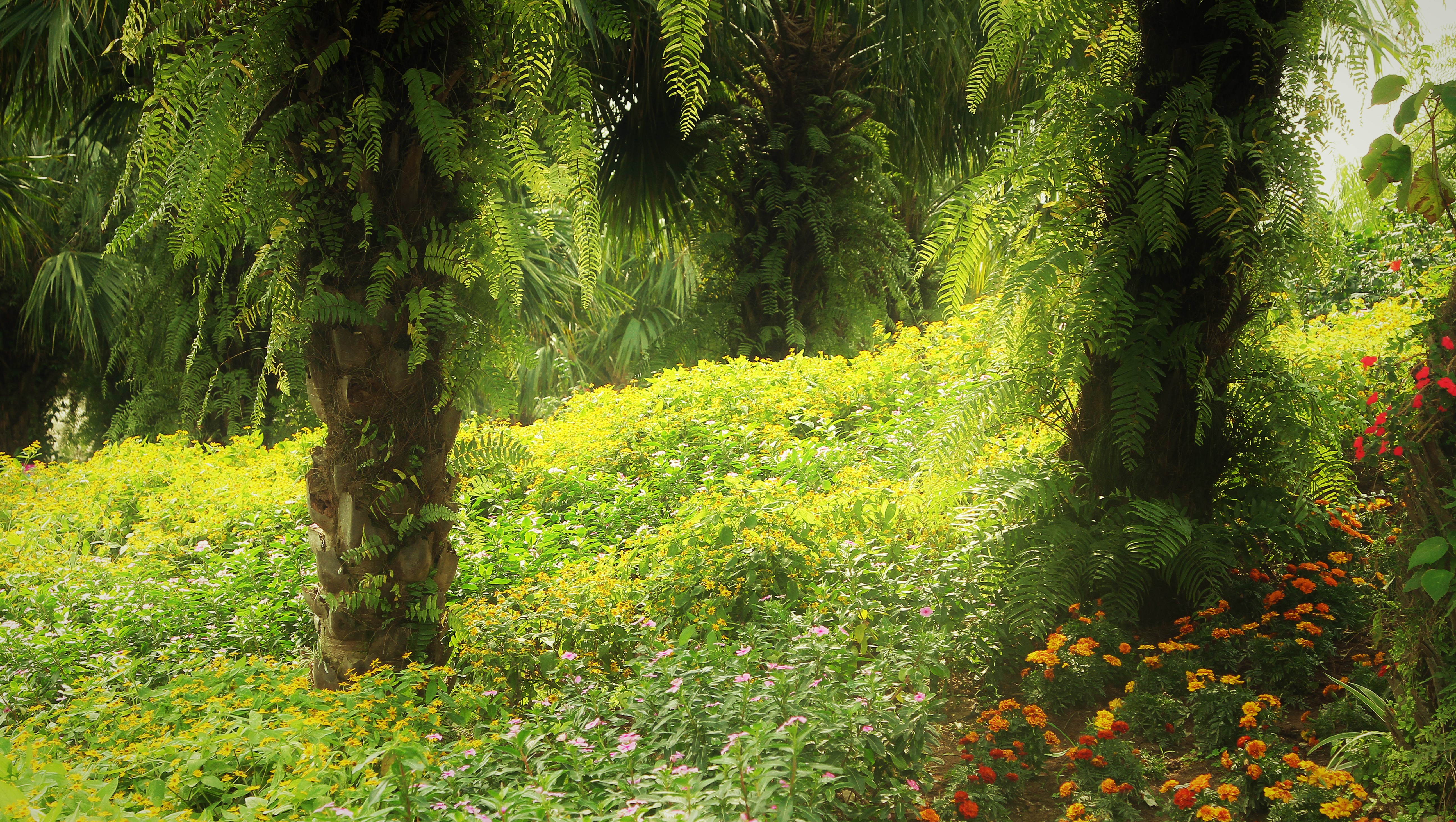 Laden Sie das Natur, Blume, Wald, Baum, Erde/natur-Bild kostenlos auf Ihren PC-Desktop herunter