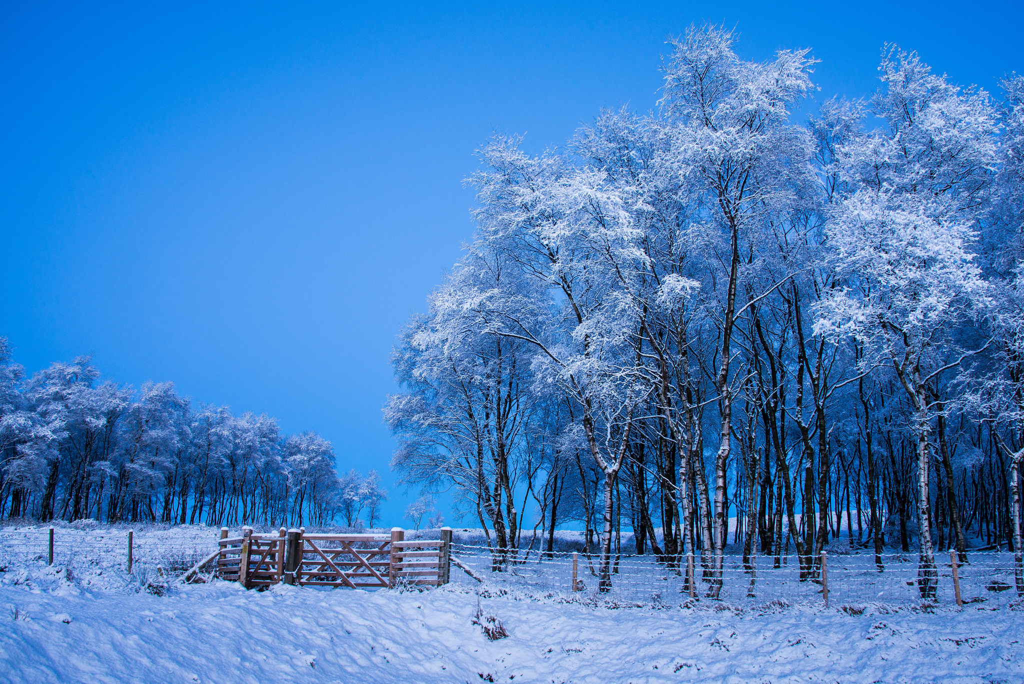 Скачати мобільні шпалери Зима, Сніг, Парк, Дерево, Земля, Фотографія, Паркан безкоштовно.