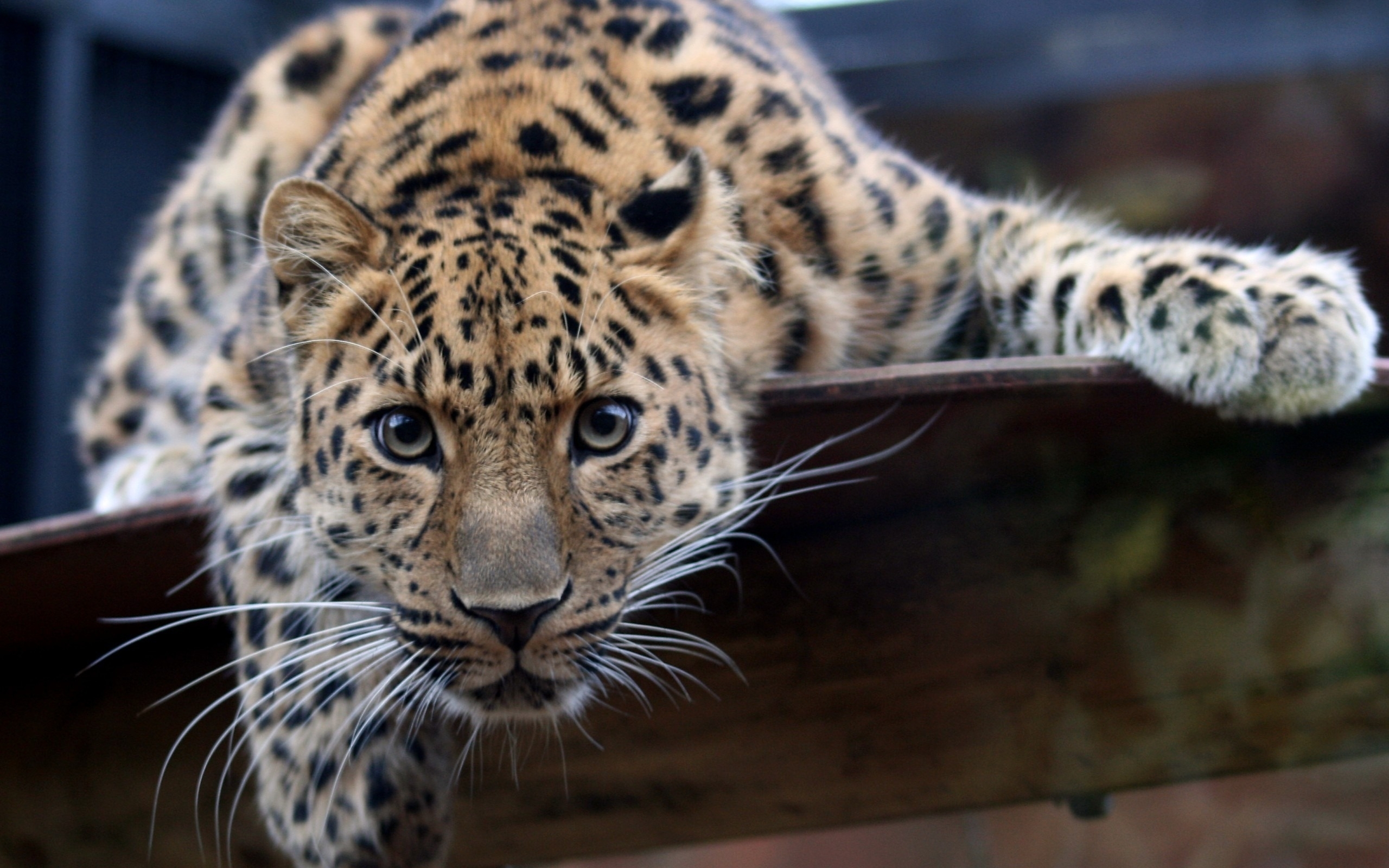 43755 descargar fondo de pantalla leopardos, animales: protectores de pantalla e imágenes gratis